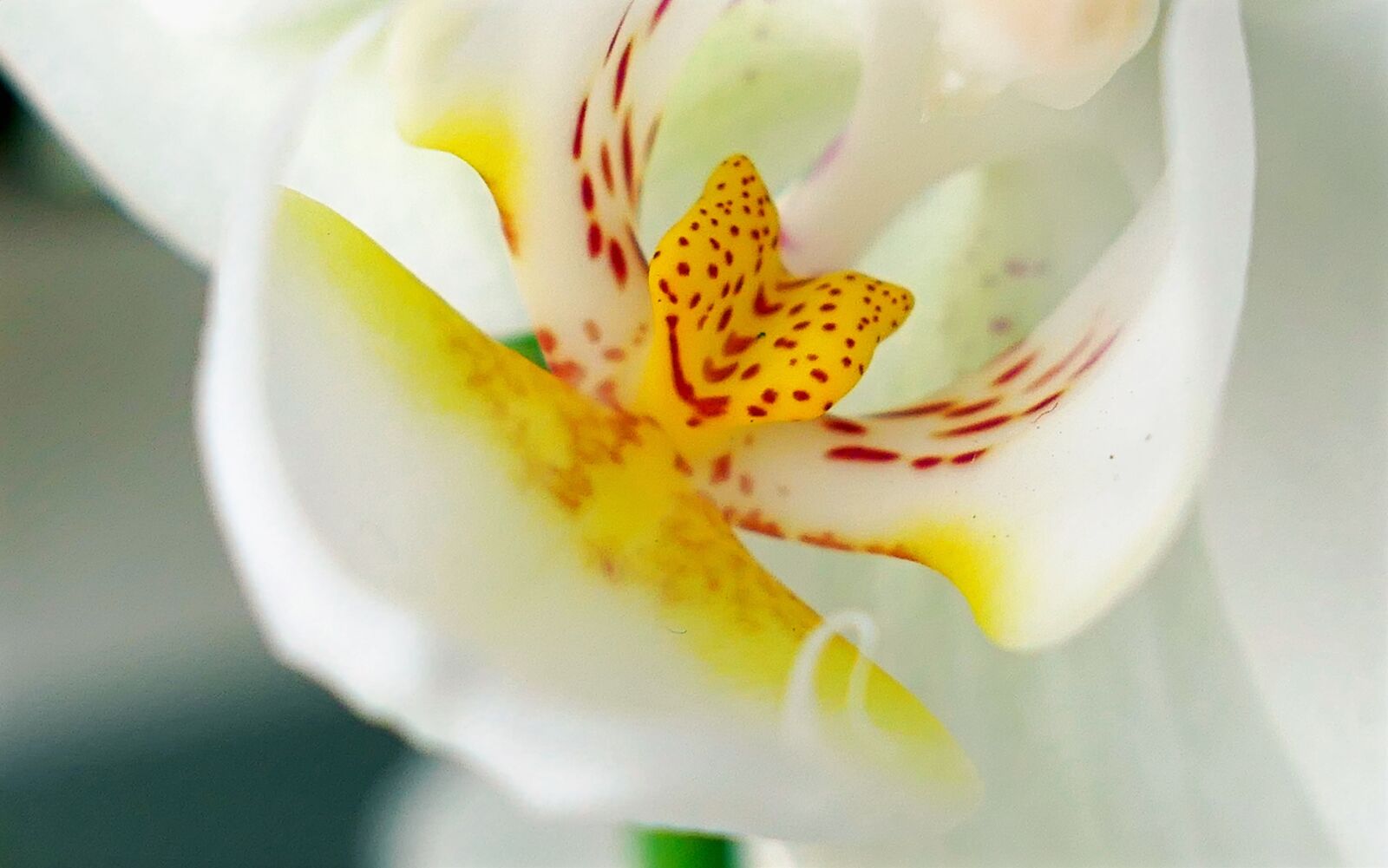 Panasonic Lumix DMC-LX10 (Lumix DMC-LX15) sample photo. Orchid, bloom, flowers photography