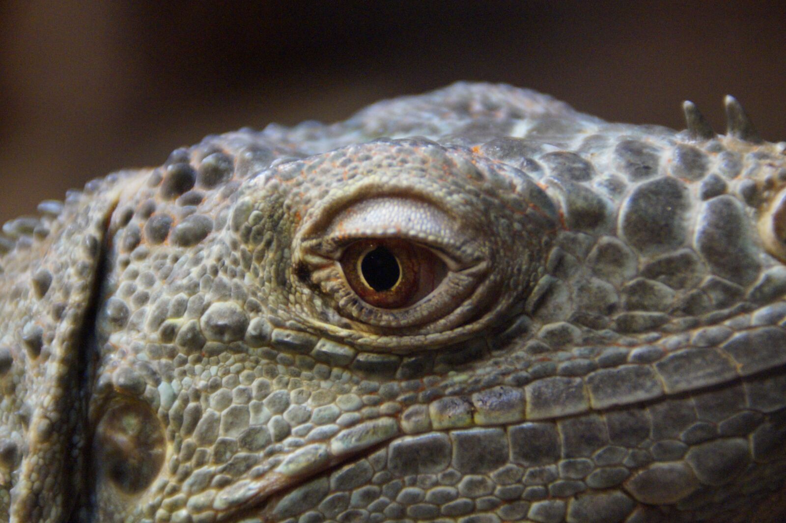Sony SLT-A58 sample photo. Eye, dragon, dragon's eye photography
