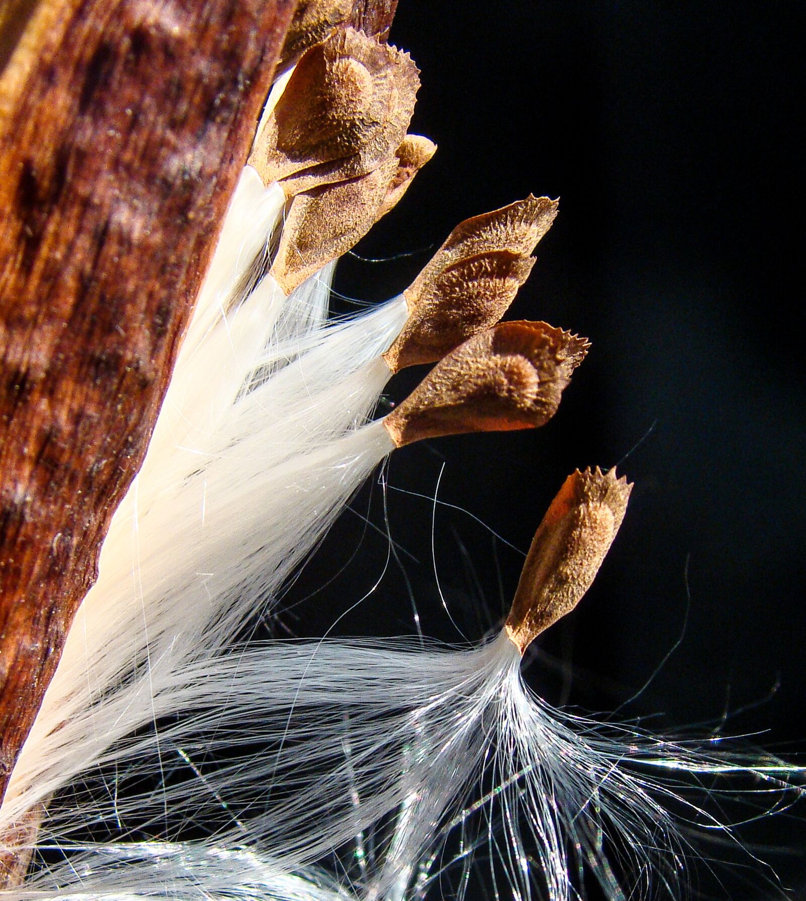 Sony Cyber-shot DSC-H50 sample photo. Milkweed, spring, departure photography