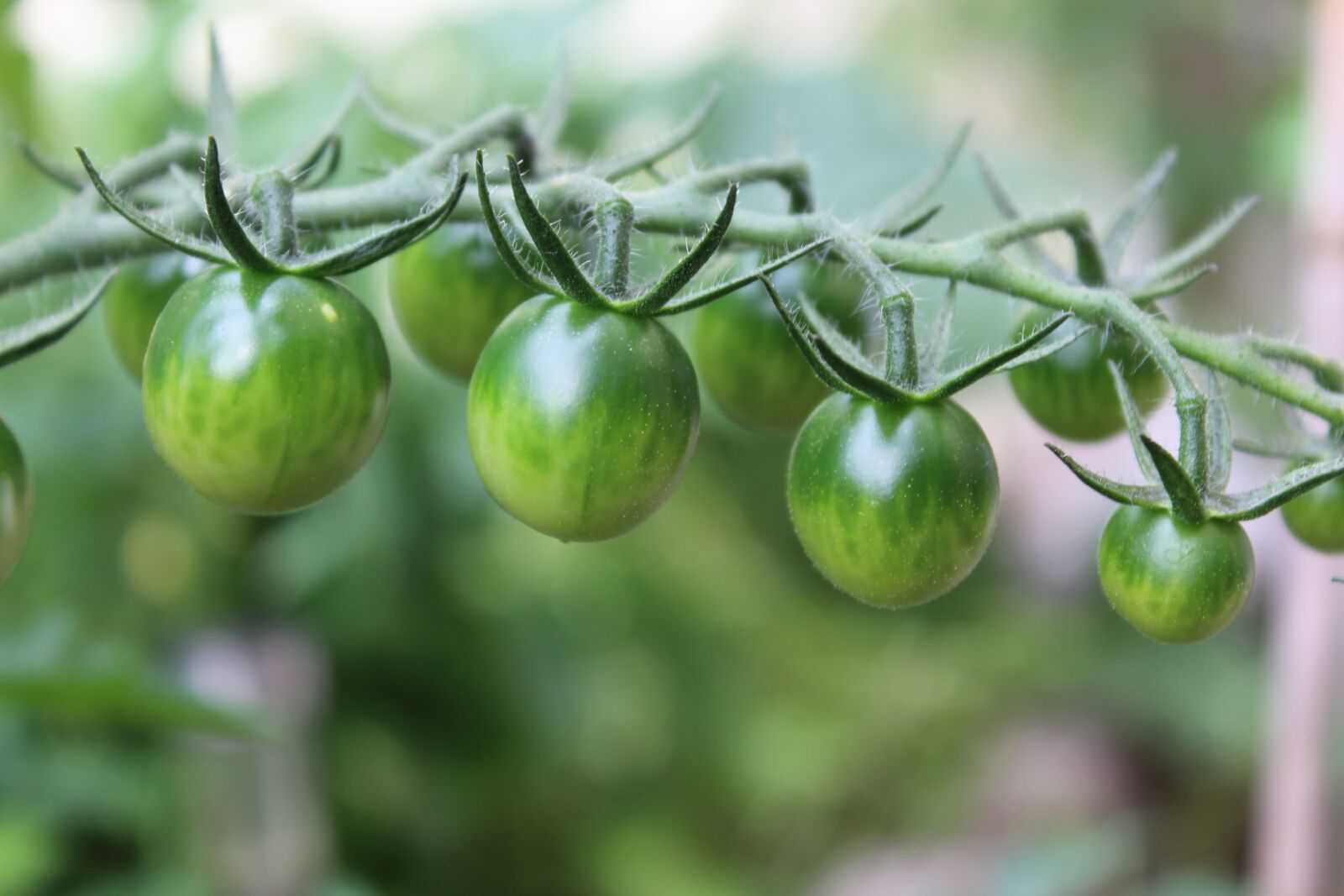 Canon EOS 1300D (EOS Rebel T6 / EOS Kiss X80) sample photo. Tomatoes, fried green tomatoes photography