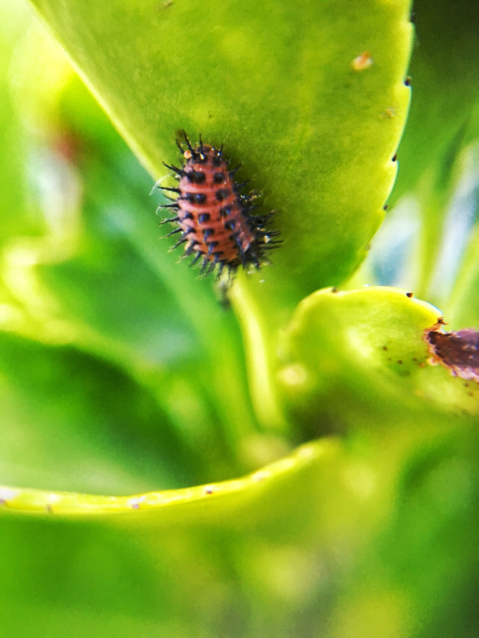 Apple iPhone SE sample photo iLDCIDA5wk ExploreCams