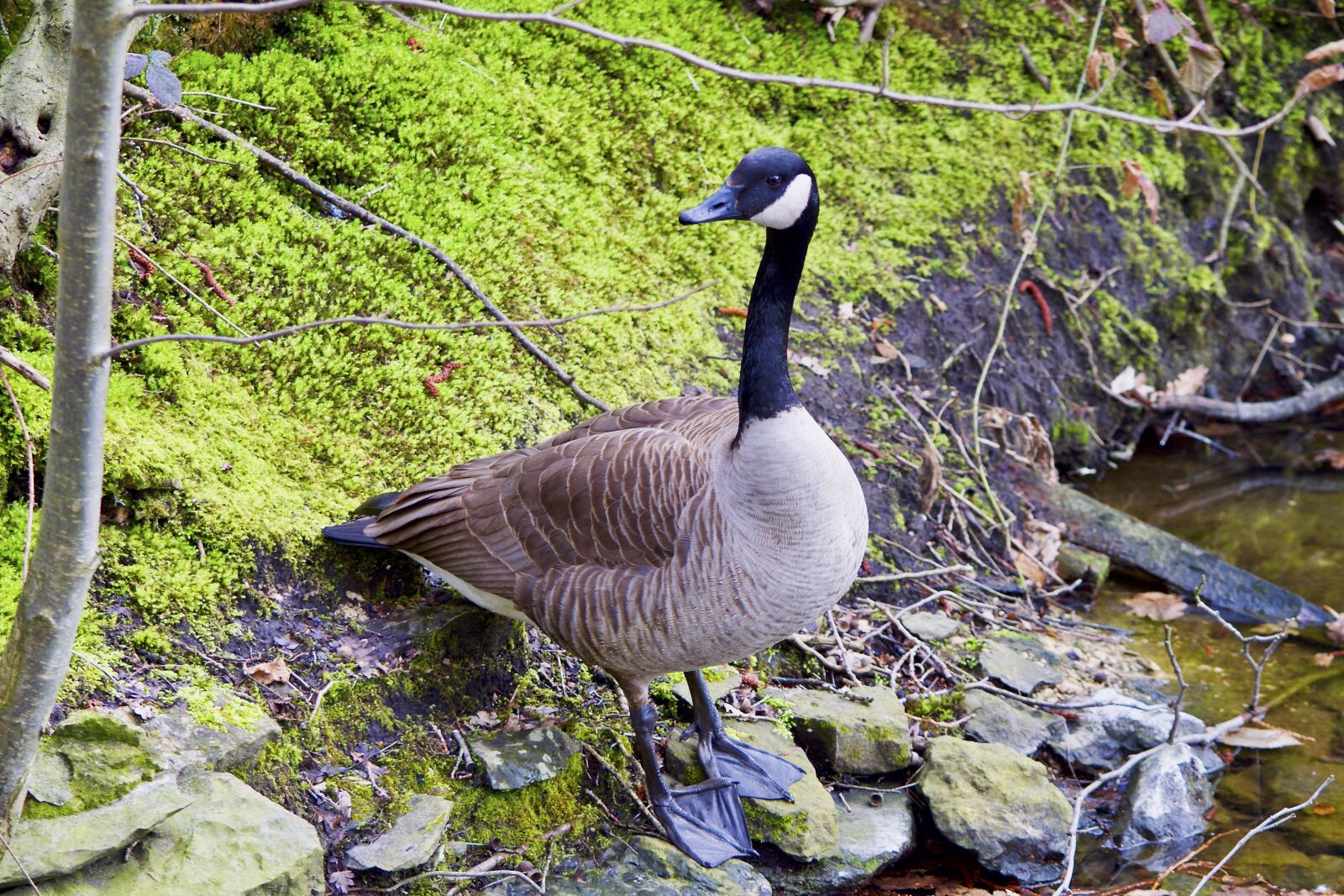 Nikon D5300 sample photo. Goose, nature, waters photography