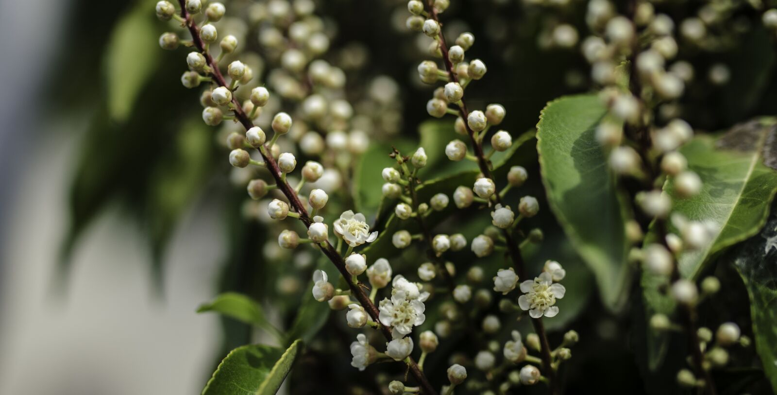 Nikon D5100 sample photo. Black cherry, flower, blossom photography
