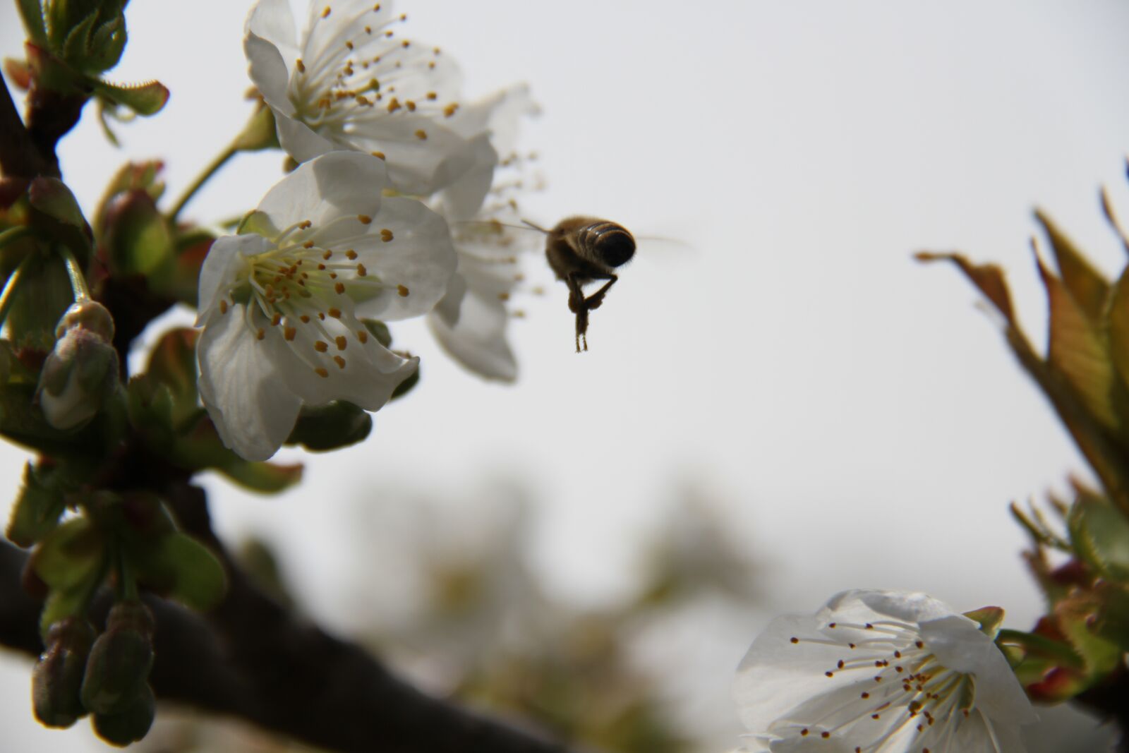 Canon EOS 7D sample photo. Bee, cherry, flower photography