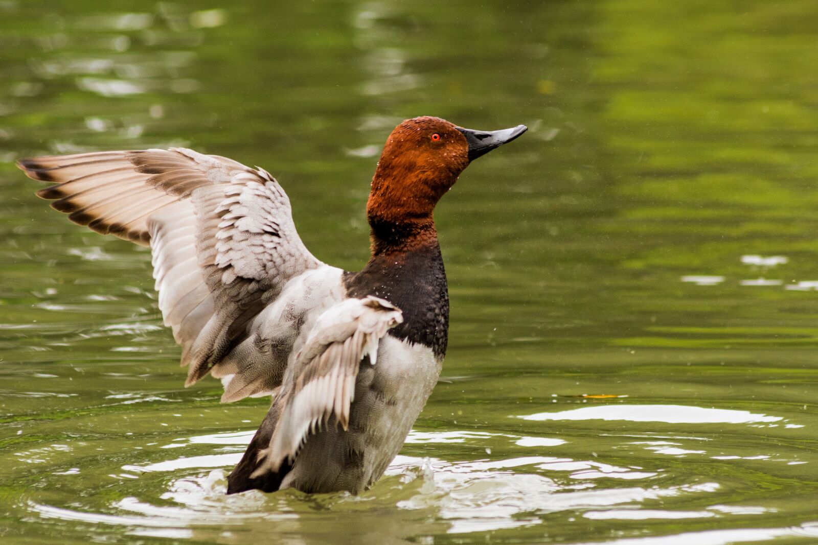 Nikon D7200 sample photo. Bird, landscape, spring photography