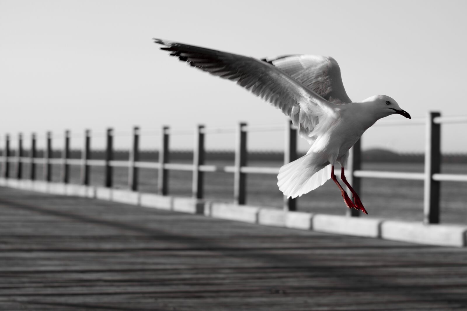 Canon EOS 800D (EOS Rebel T7i / EOS Kiss X9i) + EF75-300mm f/4-5.6 sample photo. Bird, seagull, animal photography
