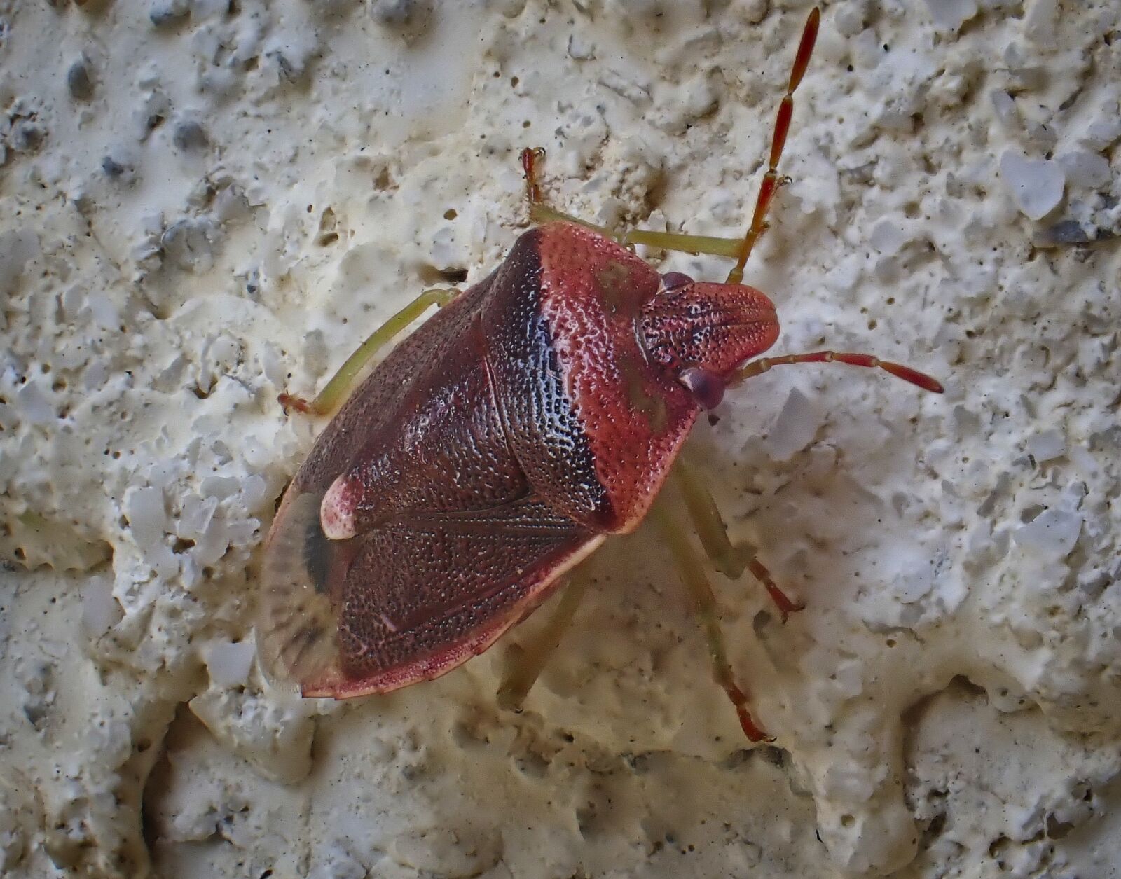 Olympus TG-6 sample photo. Insect, bug, stink bug photography