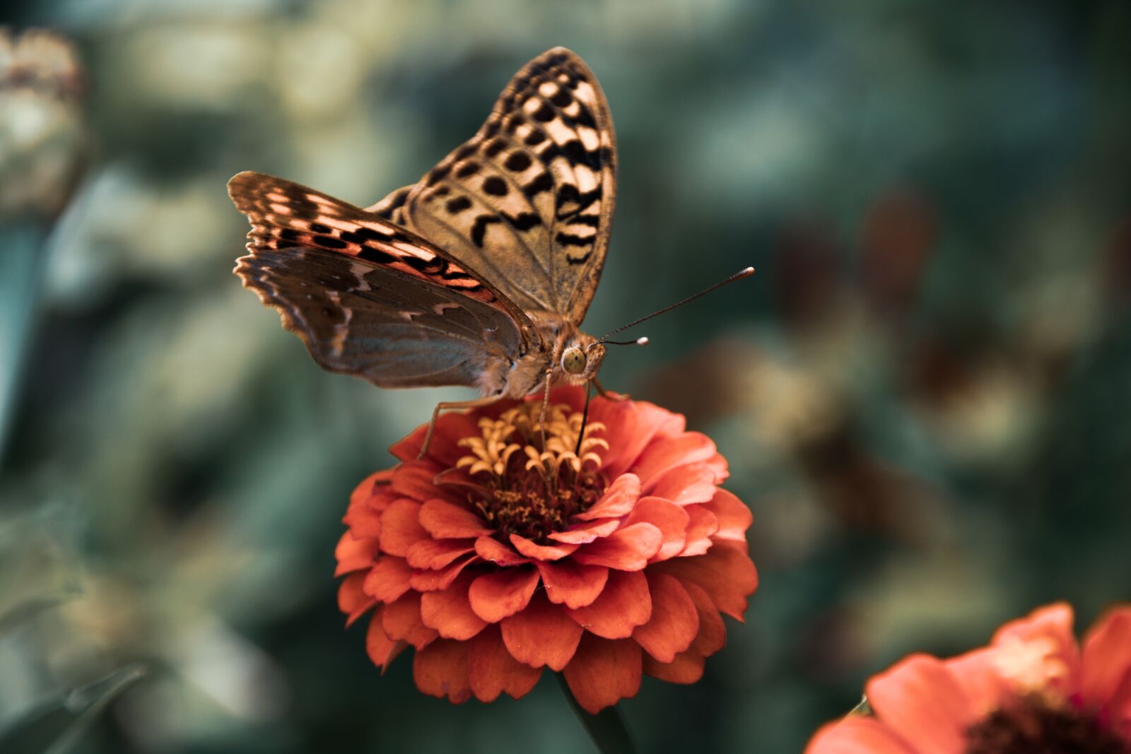 Canon EOS 750D (EOS Rebel T6i / EOS Kiss X8i) sample photo. Butterfly, antennae, wings photography