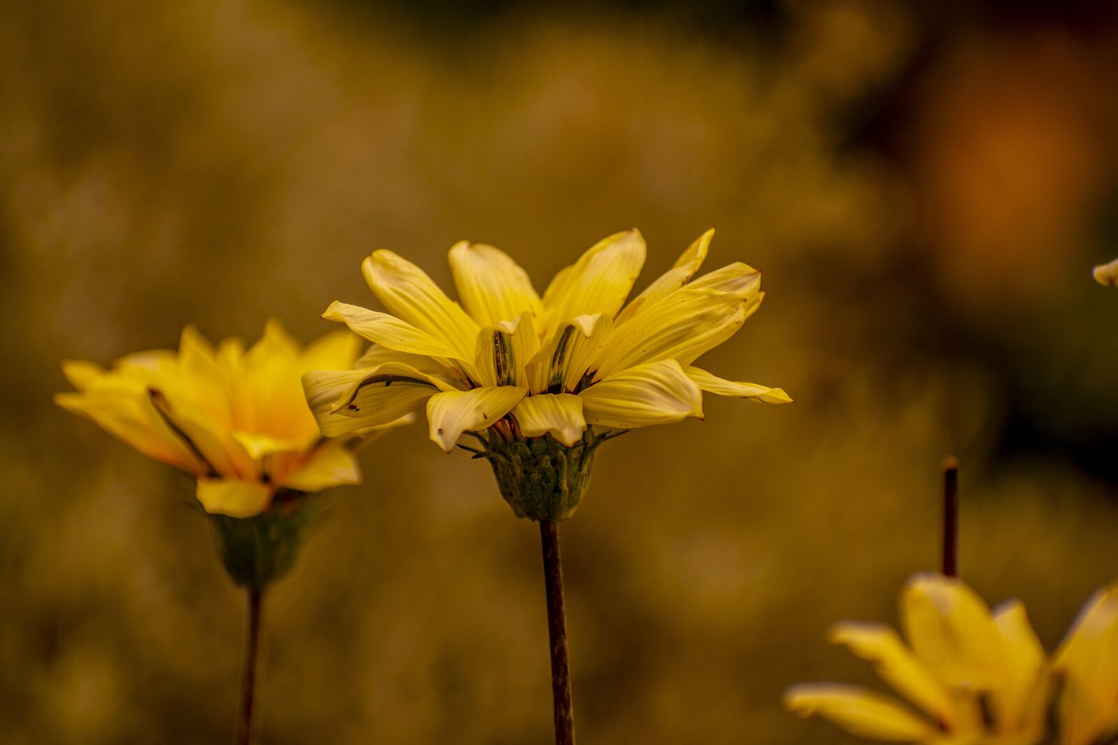 Nikon D600 sample photo. Flower, nature, spring photography