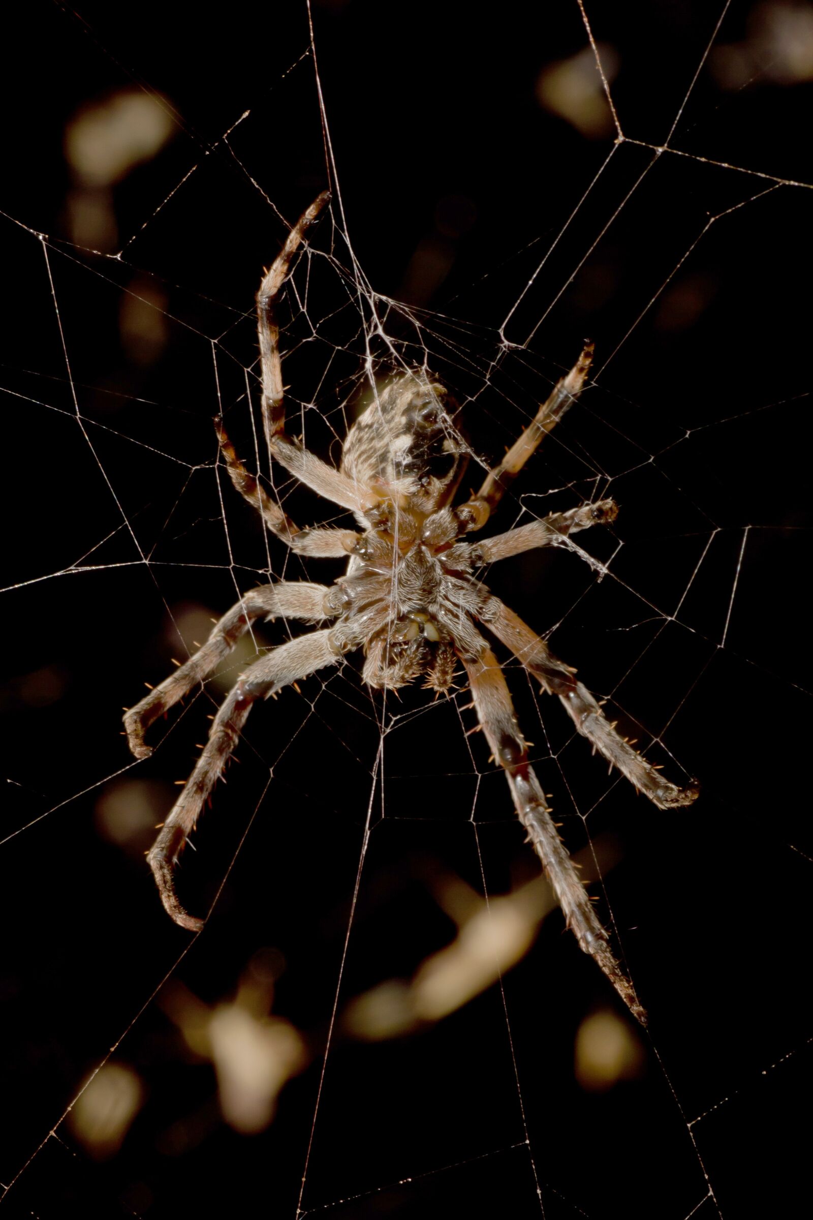 Canon EOS 550D (EOS Rebel T2i / EOS Kiss X4) sample photo. Spider, araneus, night photography