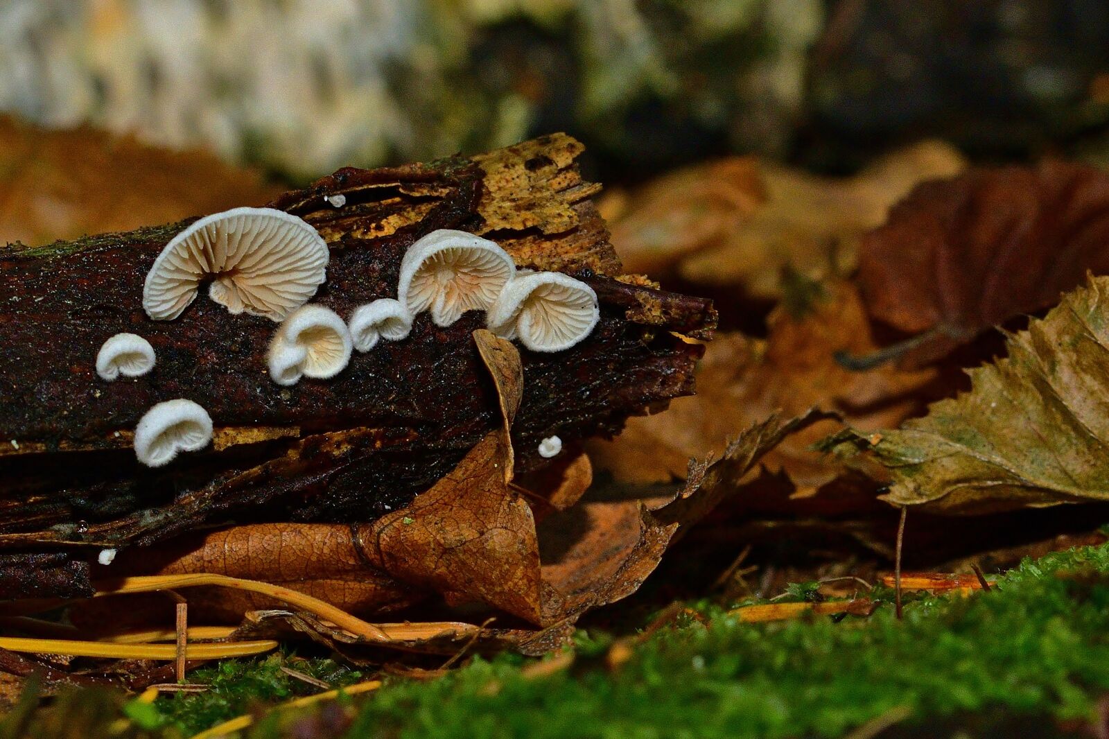 Nikon D5200 sample photo. Forest, autumn, mushrooms photography