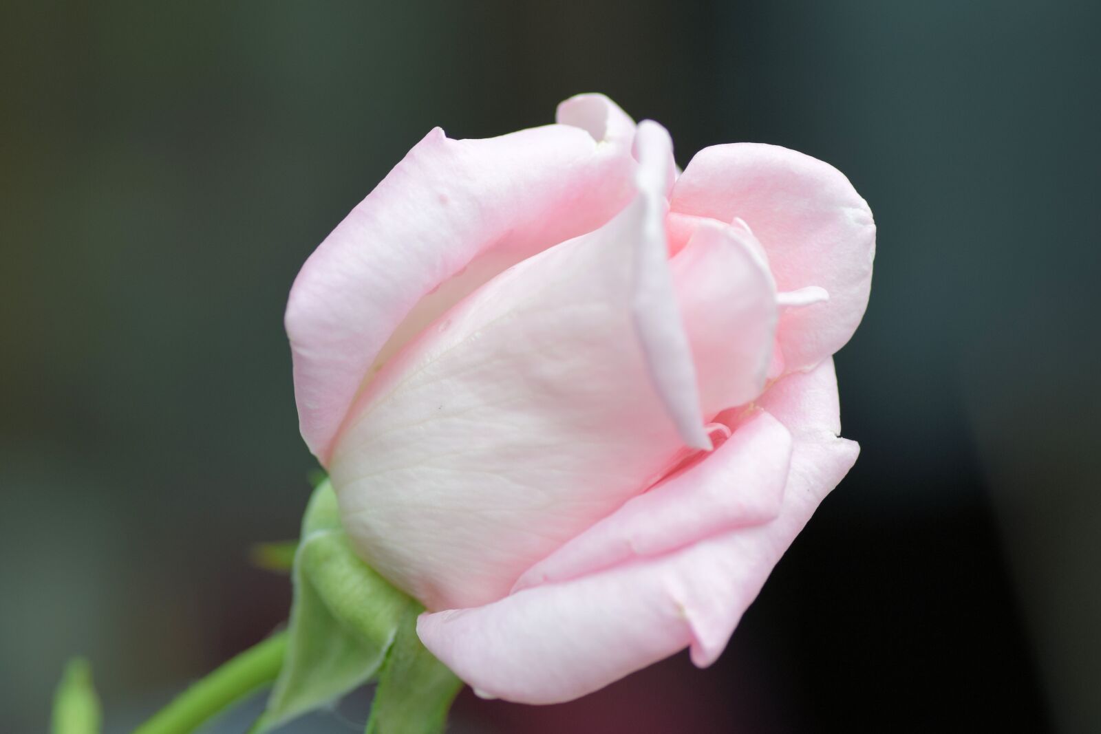 Nikon D5300 sample photo. Rose, flower, garden photography