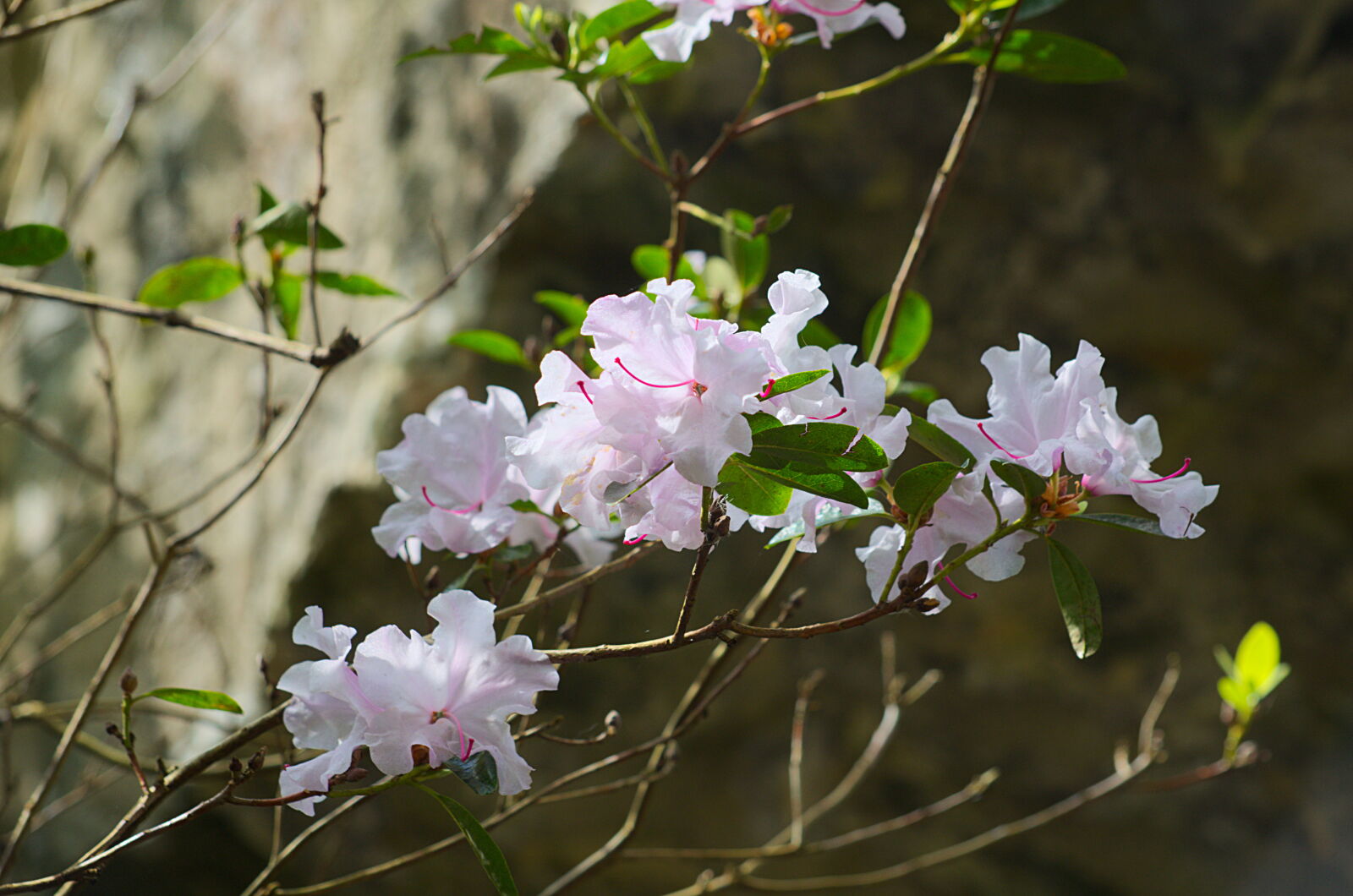 Nikon D5100 sample photo. Botanique, fleurs, fleurs, blanches photography