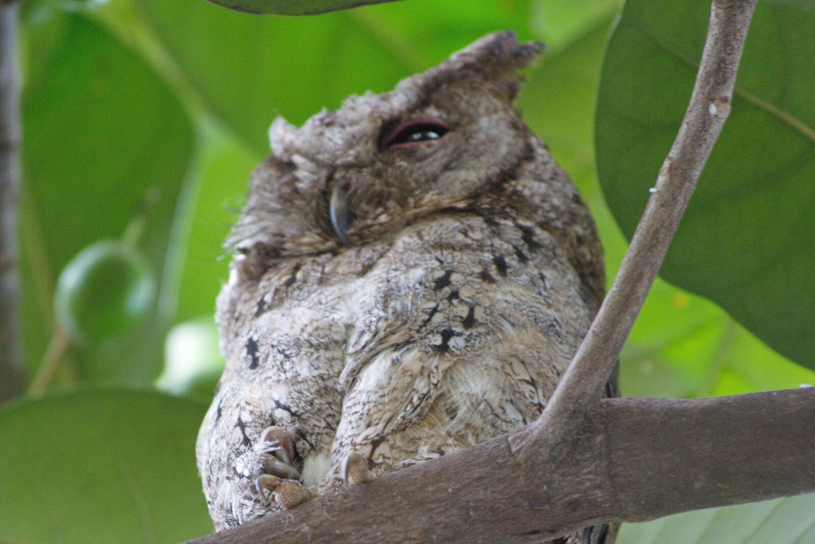Nikon D5200 sample photo. Owl, birds, ecology photography