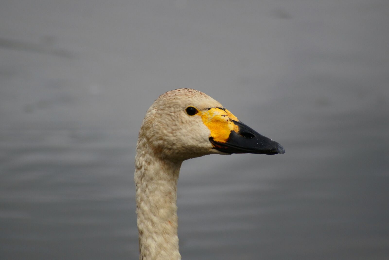 VR 70-300mm f/4.5-6.3G sample photo. Animal, lake, waterfowl photography