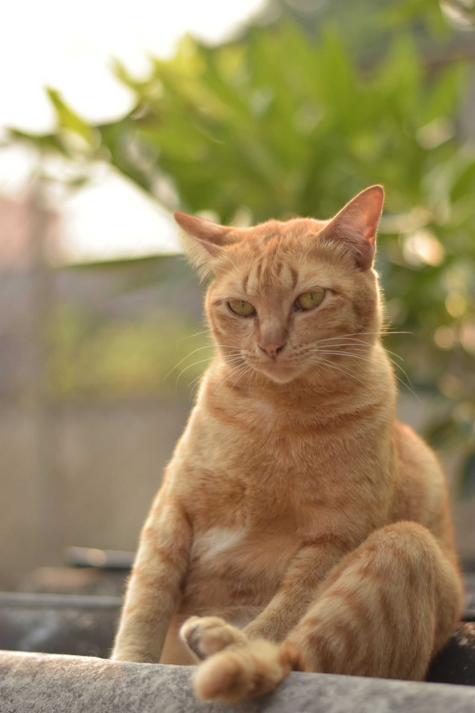 Nikon D3400 sample photo. Cat sitting, animal, orange photography