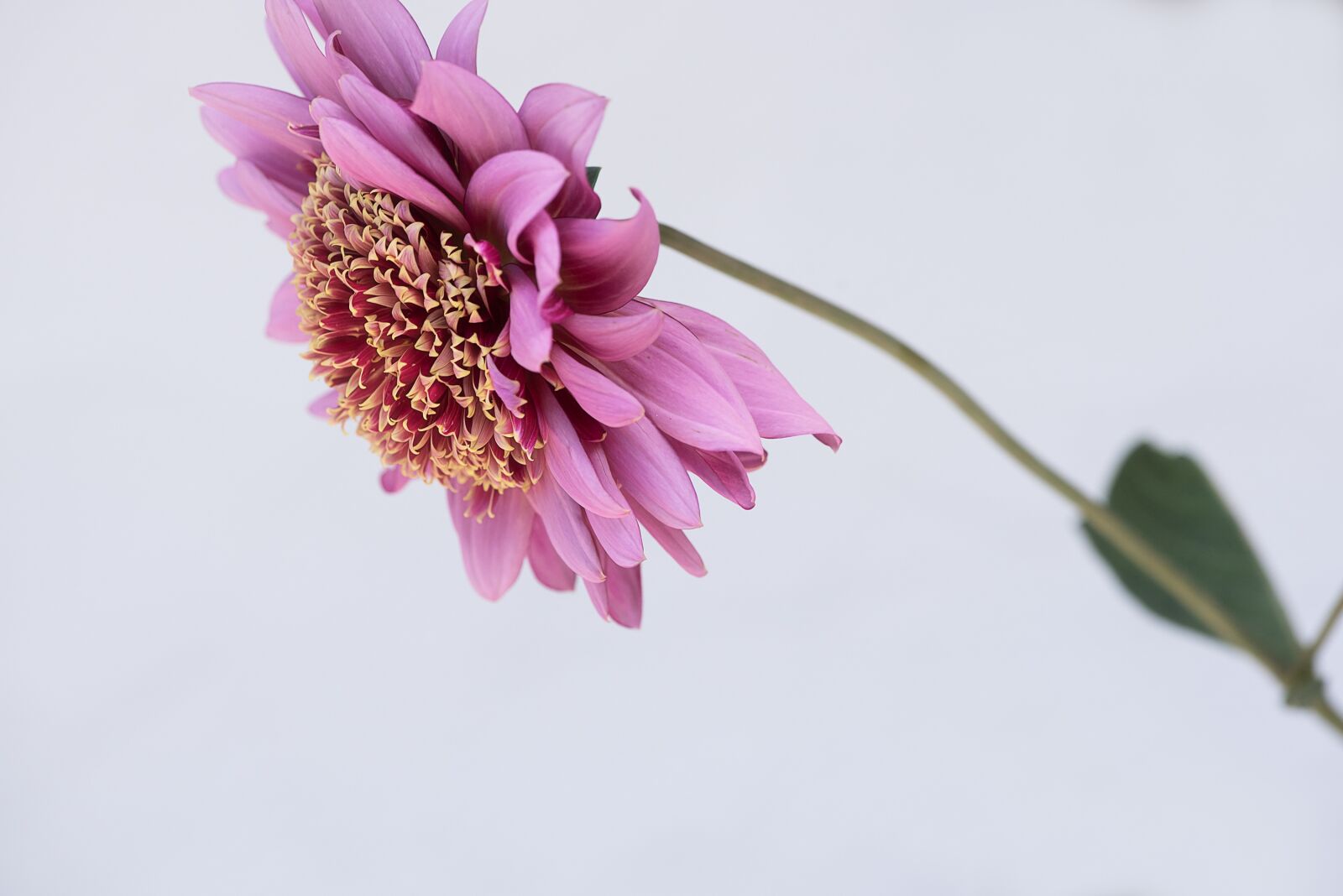 Nikon D750 sample photo. Flower, dusky pink, pink photography