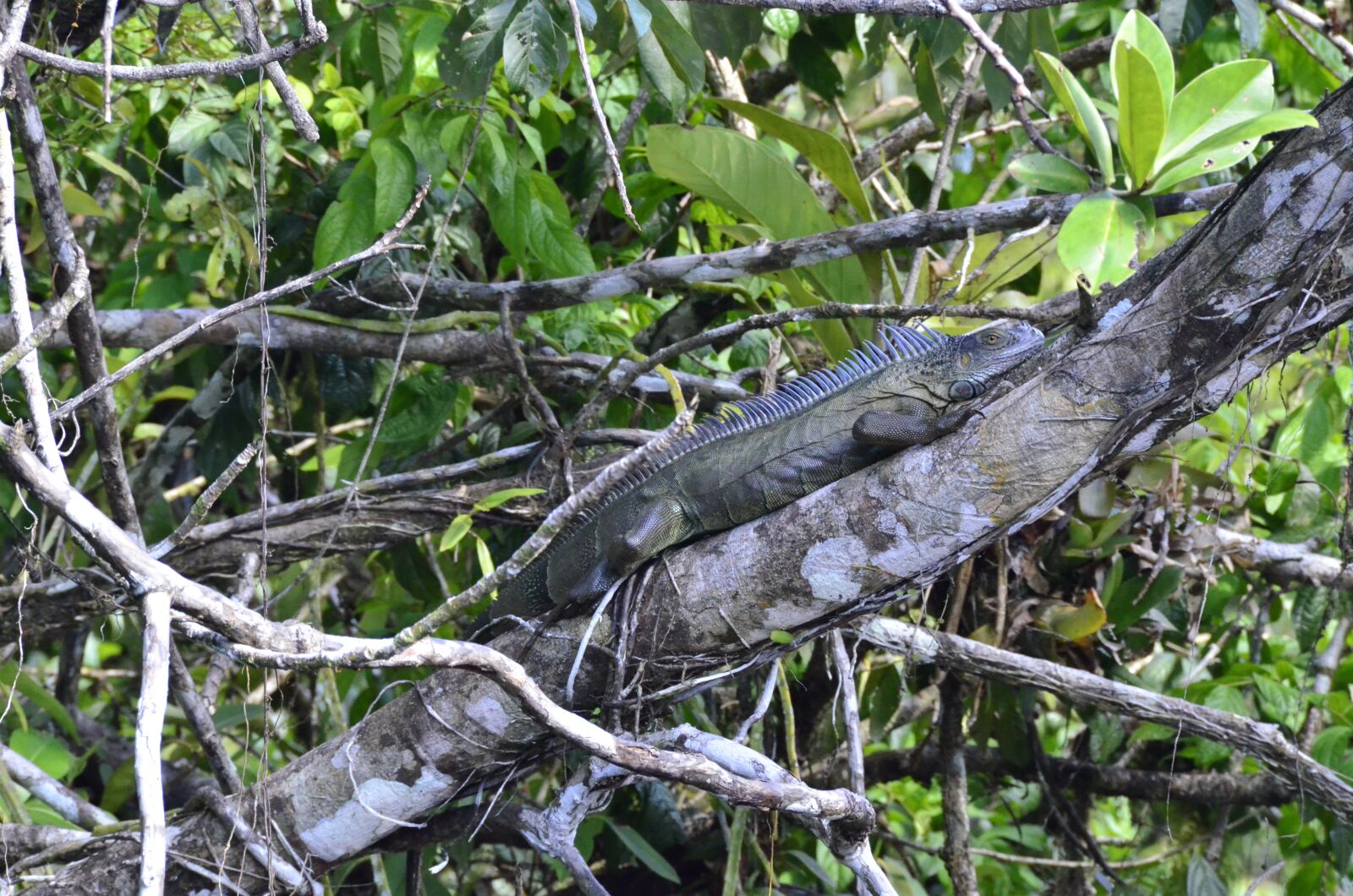 Nikon D7000 sample photo. Costa rica, green iguana photography