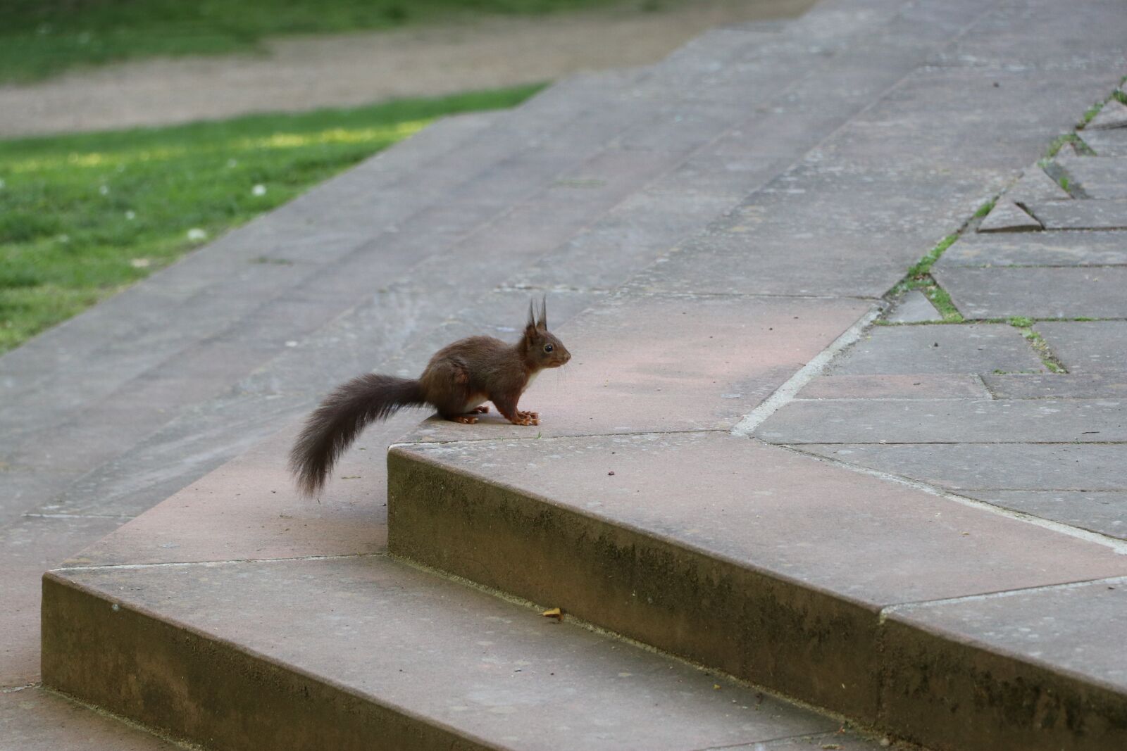 Canon EF-S 18-135mm F3.5-5.6 IS USM sample photo. Squirrel, nager, nature photography