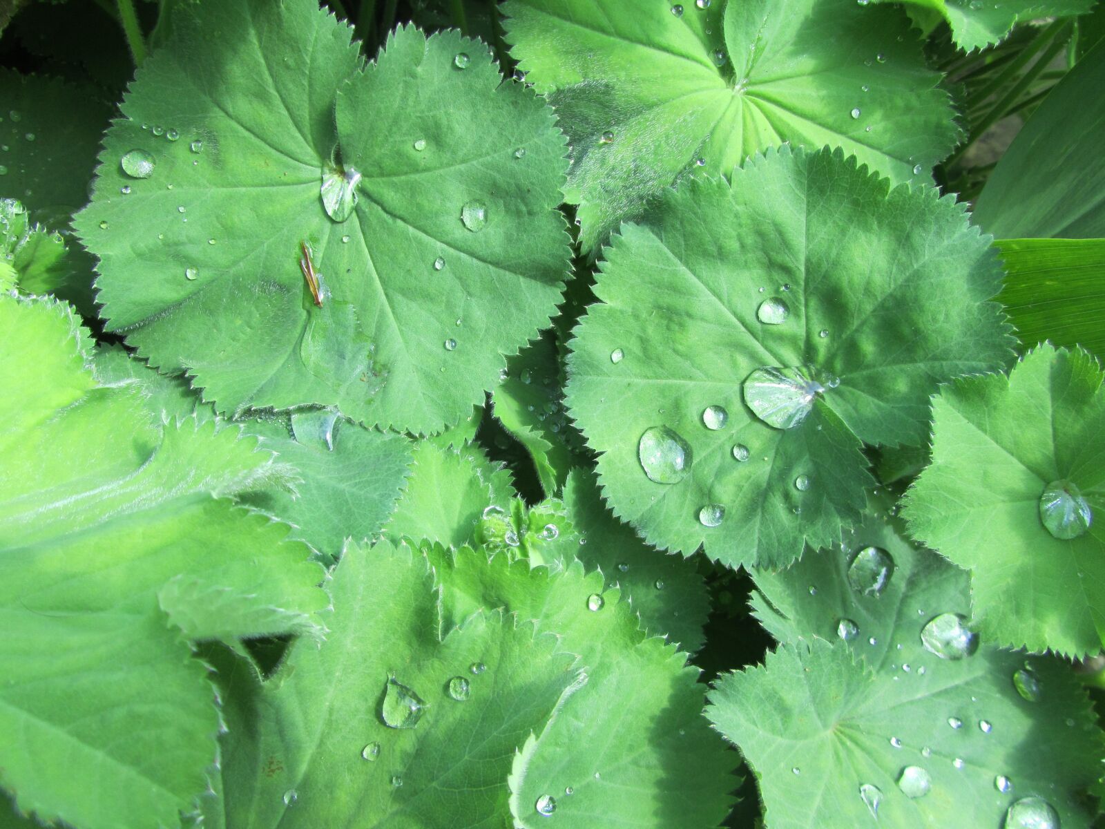 Canon PowerShot SX210 IS sample photo. Leaves, green, water photography