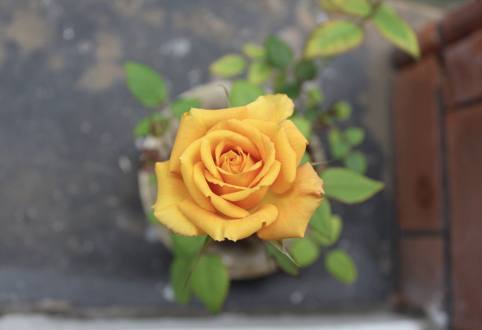 Canon EOS 1200D (EOS Rebel T5 / EOS Kiss X70 / EOS Hi) sample photo. Rose, roses, yellow photography