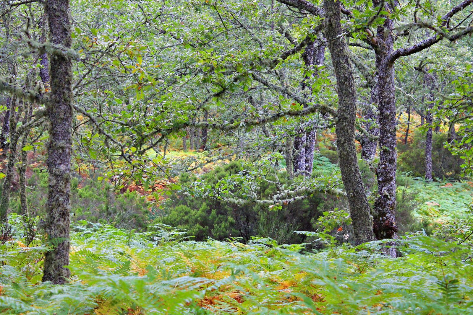 Canon EOS 1100D (EOS Rebel T3 / EOS Kiss X50) sample photo. Oak forest, forest, path photography