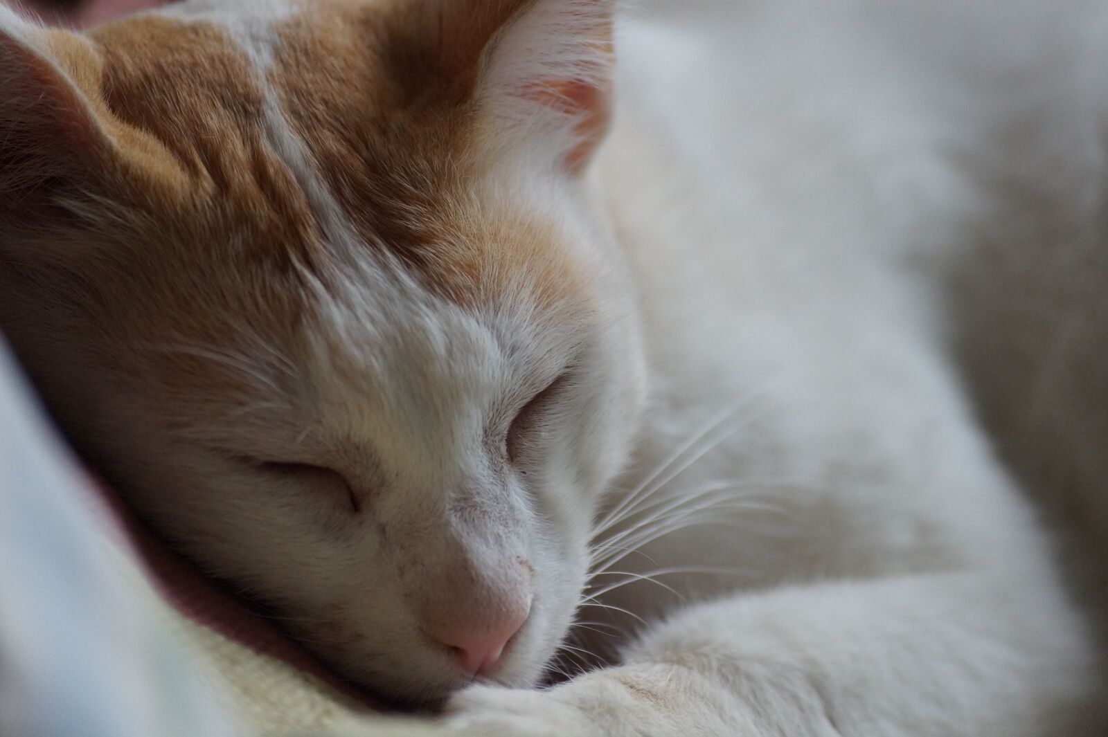 Sony SLT-A58 + Sony DT 55-200mm F4-5.6 SAM sample photo. Cat, nature, brown photography