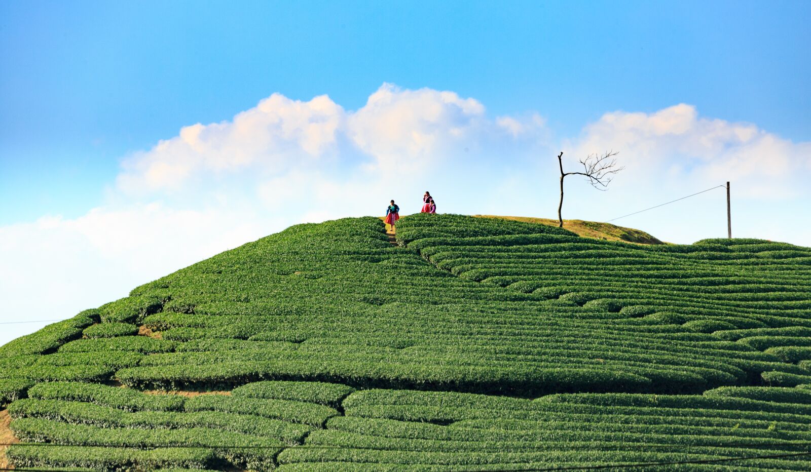 Canon EF 100-400mm F4.5-5.6L IS USM sample photo. Agriculture, landscape, field photography