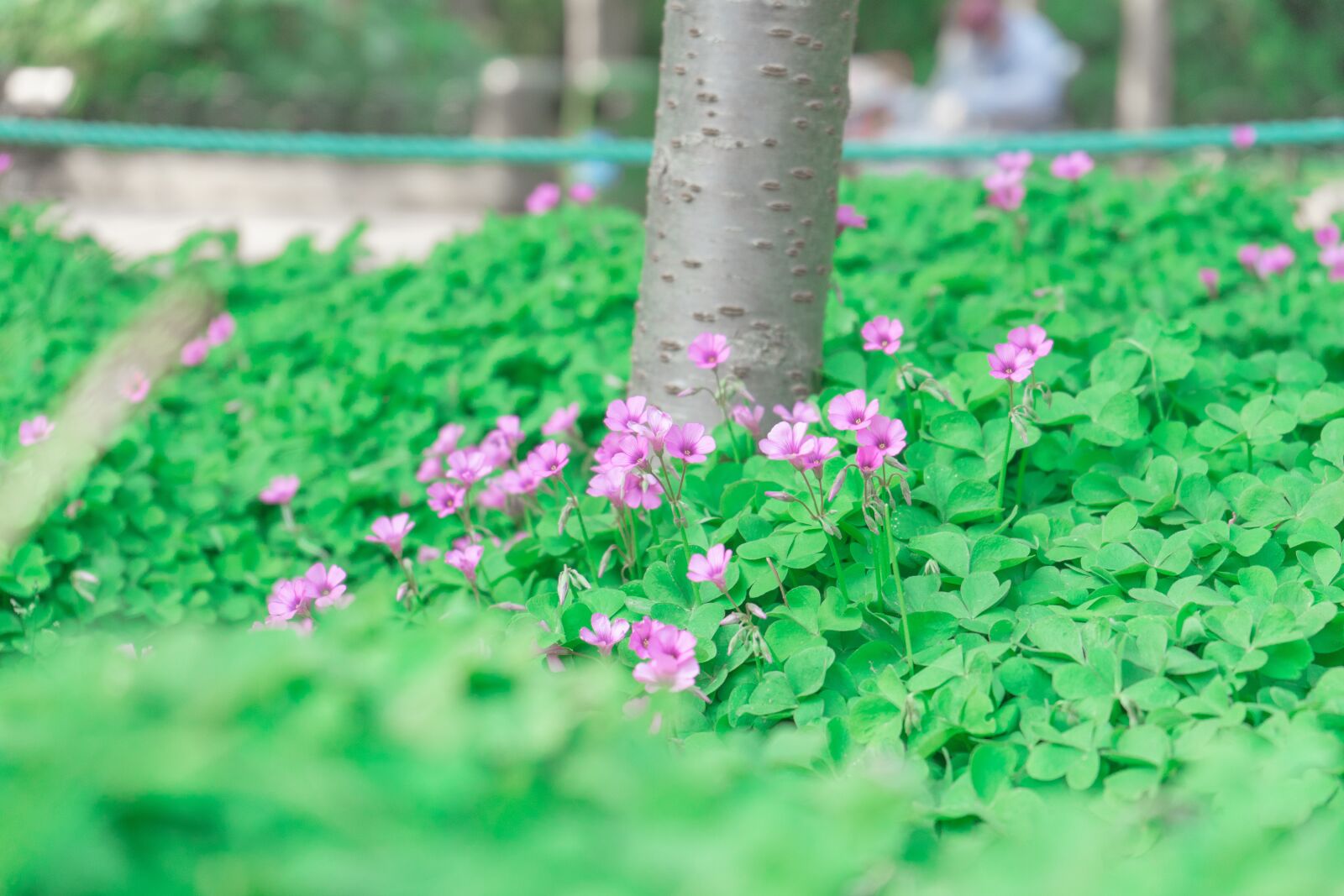 Sony a7 II + Sony FE 28-70mm F3.5-5.6 OSS sample photo. Grass, flower, spring photography