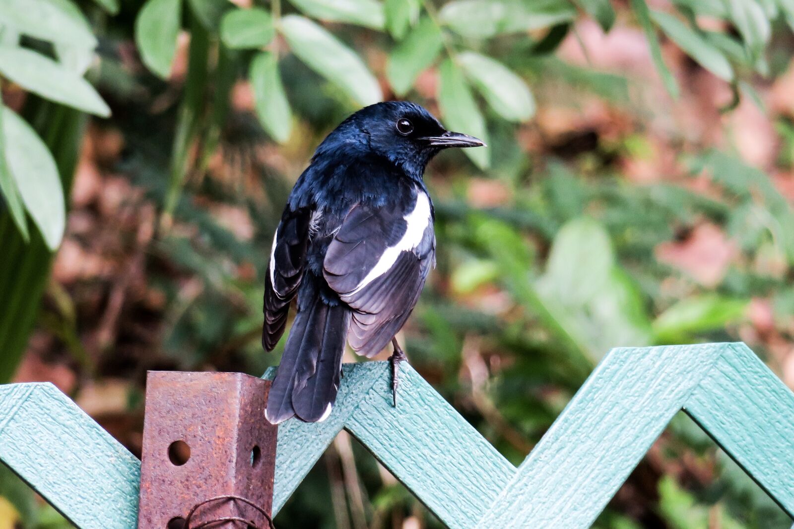 Canon PowerShot G3 X sample photo. Magpie, bird, nature photography