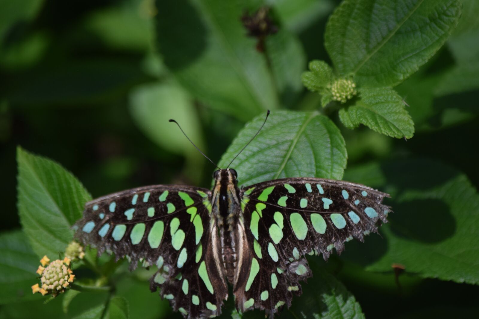 Nikon D5300 sample photo. Butterfly, green black, nature photography