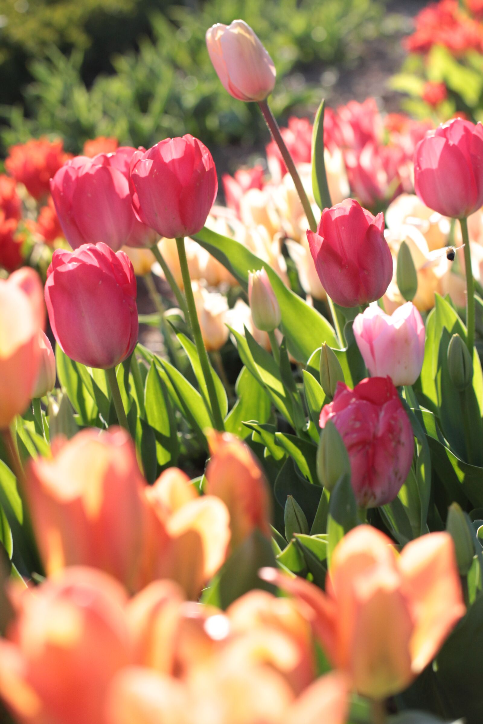 Canon EOS 600D (Rebel EOS T3i / EOS Kiss X5) sample photo. Nature, tulips, flowers photography