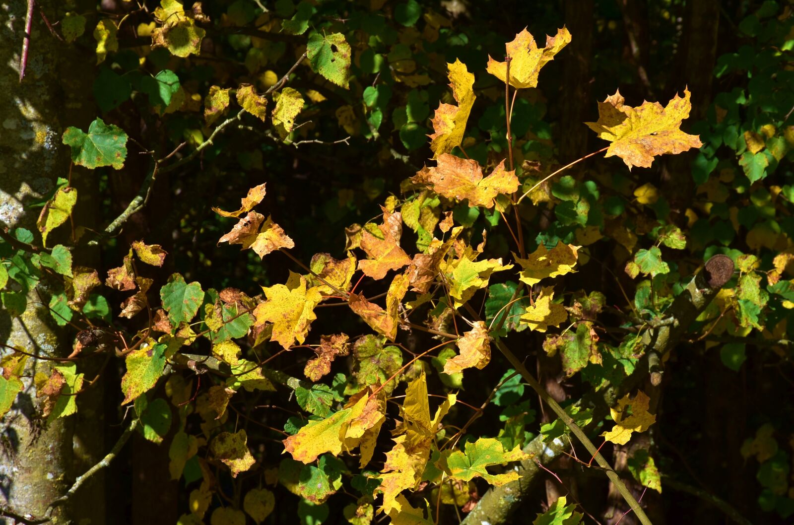 Nikon D7200 sample photo. Leaves, october, trees photography