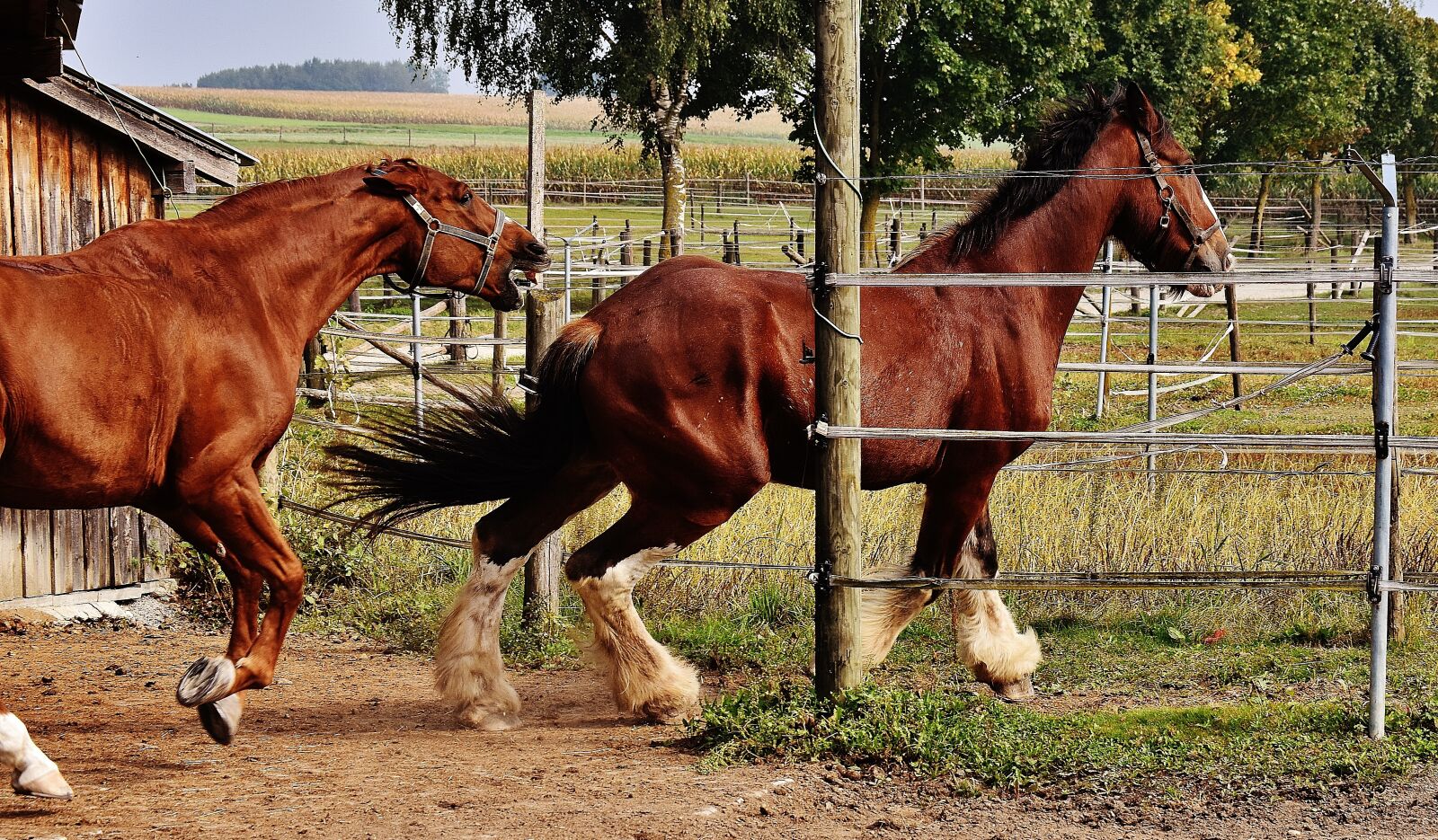 Nikon D7200 sample photo. Shire horse, horses, race photography