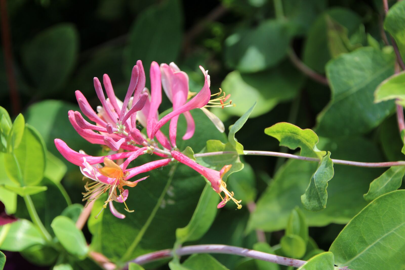 Canon EOS 600D (Rebel EOS T3i / EOS Kiss X5) sample photo. Honeysuckle, honeysuckle coral, creeper photography