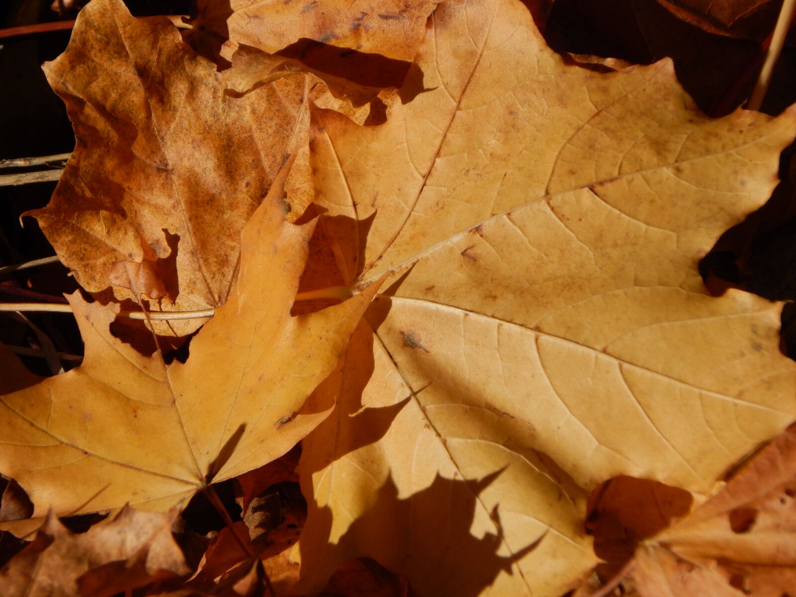 Nikon Coolpix L830 sample photo. Fall foliage, leaves, autumn photography