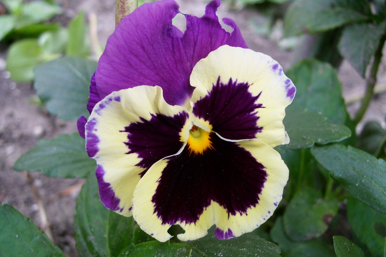 Samsung KENOX S730  / Samsung S730 sample photo. Pansy, colored, beauty photography