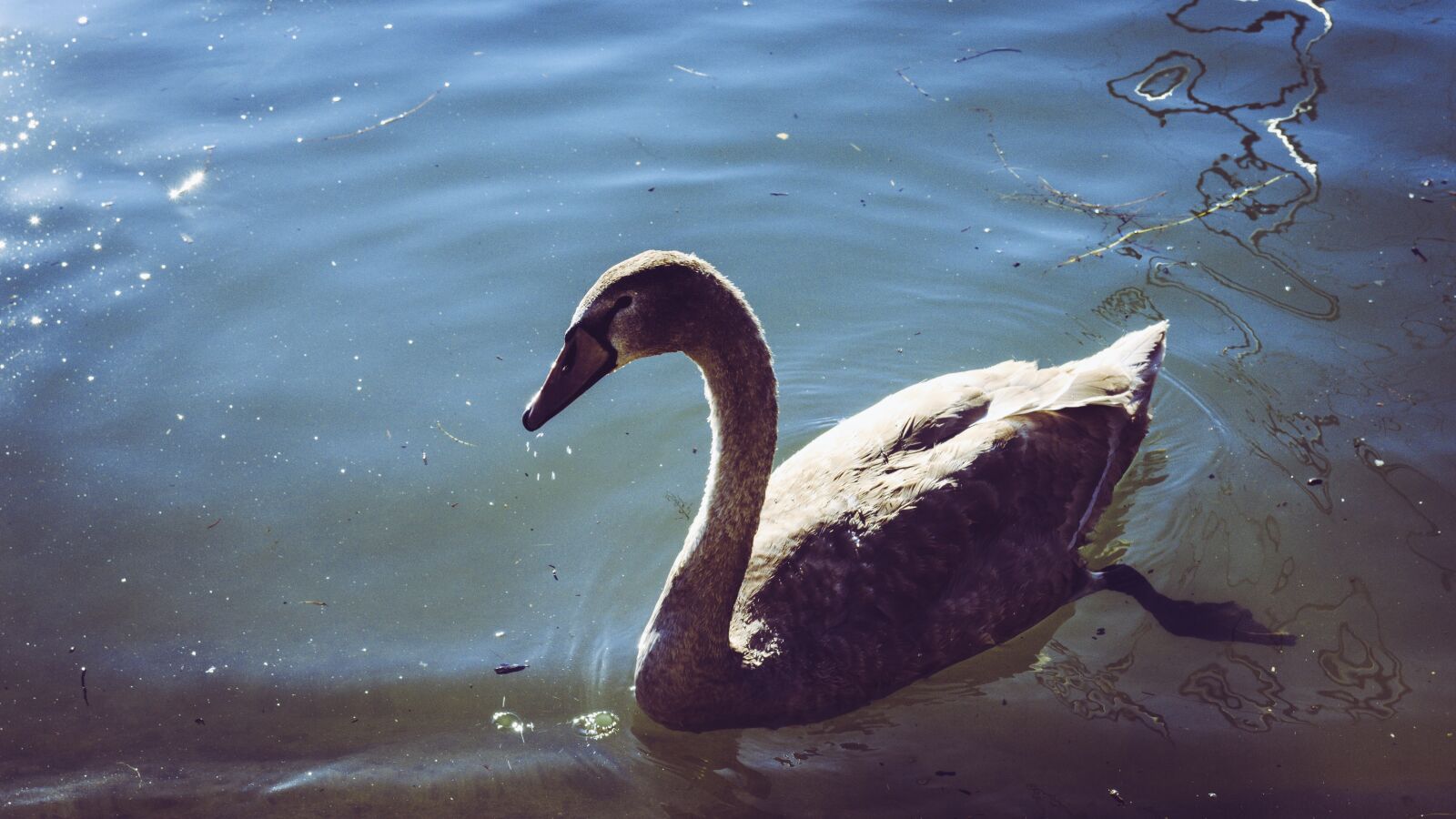 Canon EOS 650D (EOS Rebel T4i / EOS Kiss X6i) sample photo. Swan, young swan, baby photography