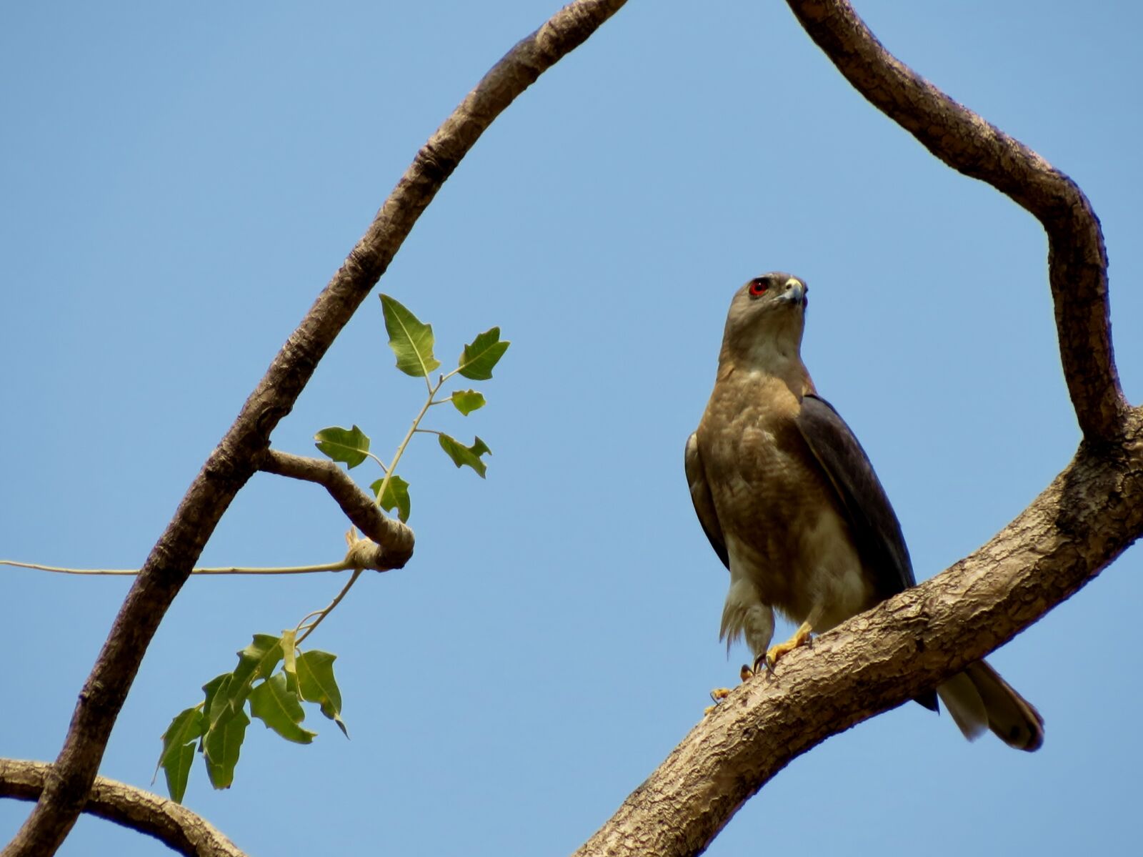 Canon PowerShot SX40 HS sample photo. Bird photography