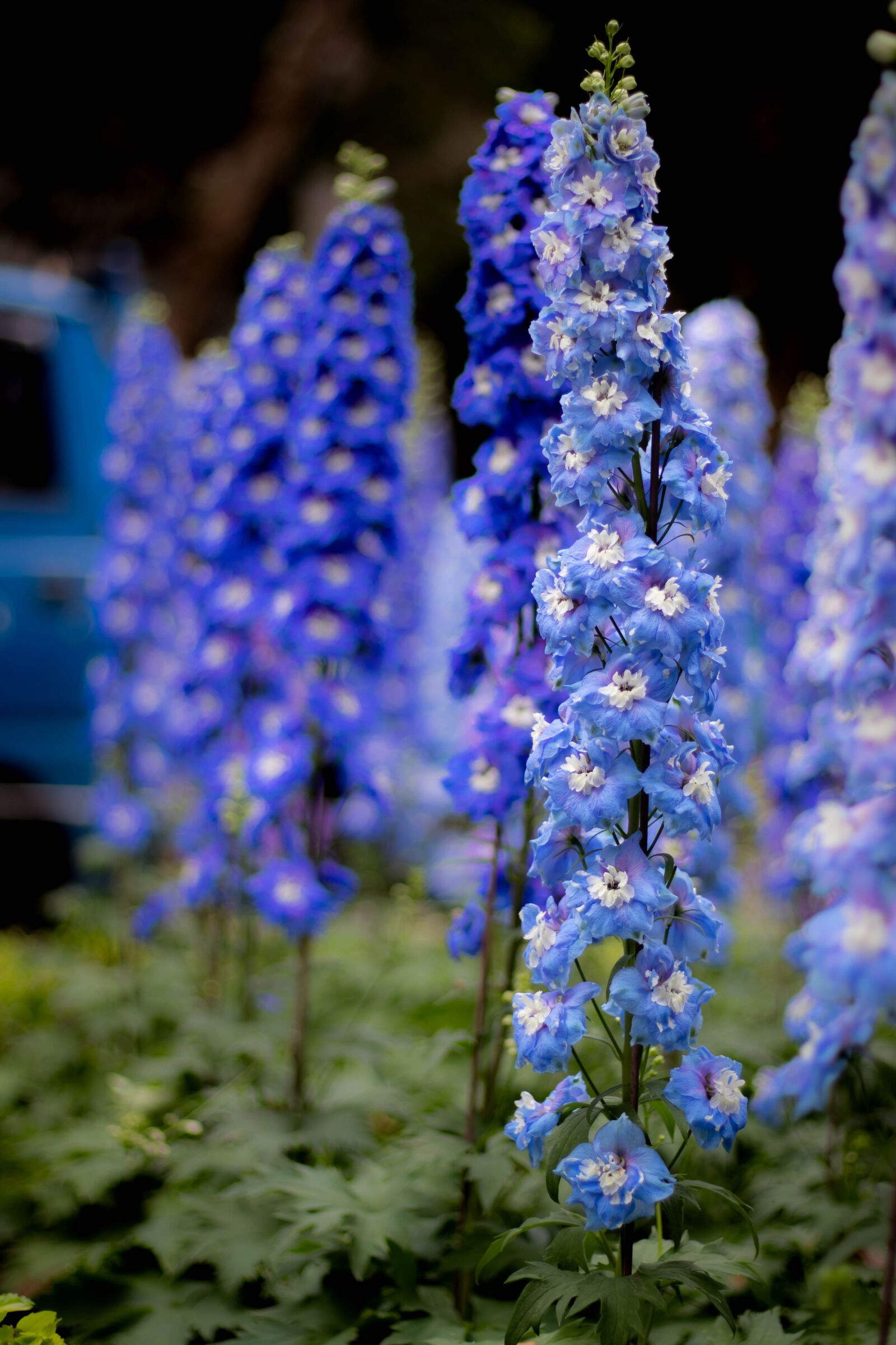 Canon EOS 80D + Canon EF 50mm F1.8 STM sample photo. Purple, blue, flower photography