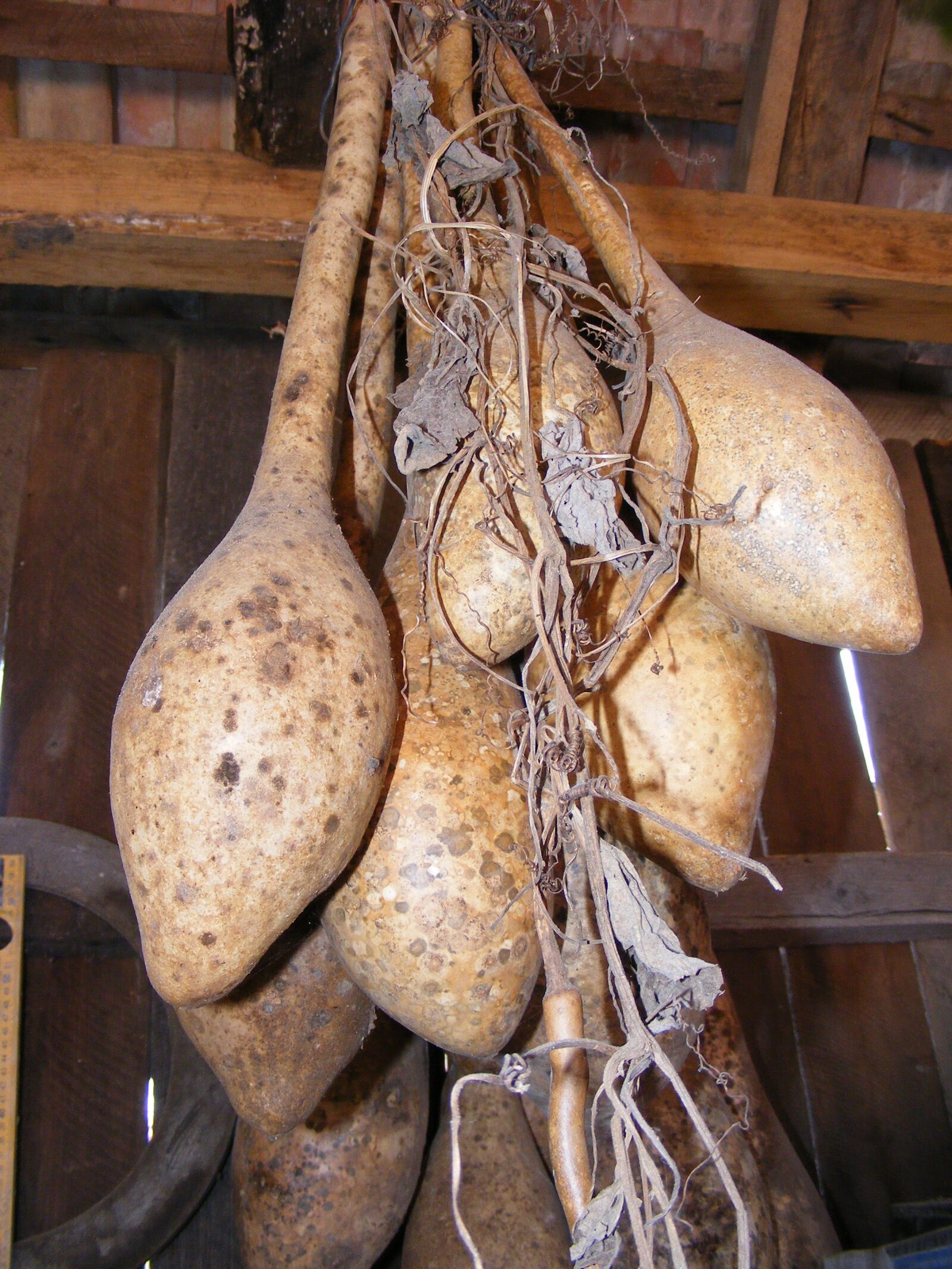 Fujifilm FinePix S5700 S700 sample photo. Bottle, calabash, dried photography