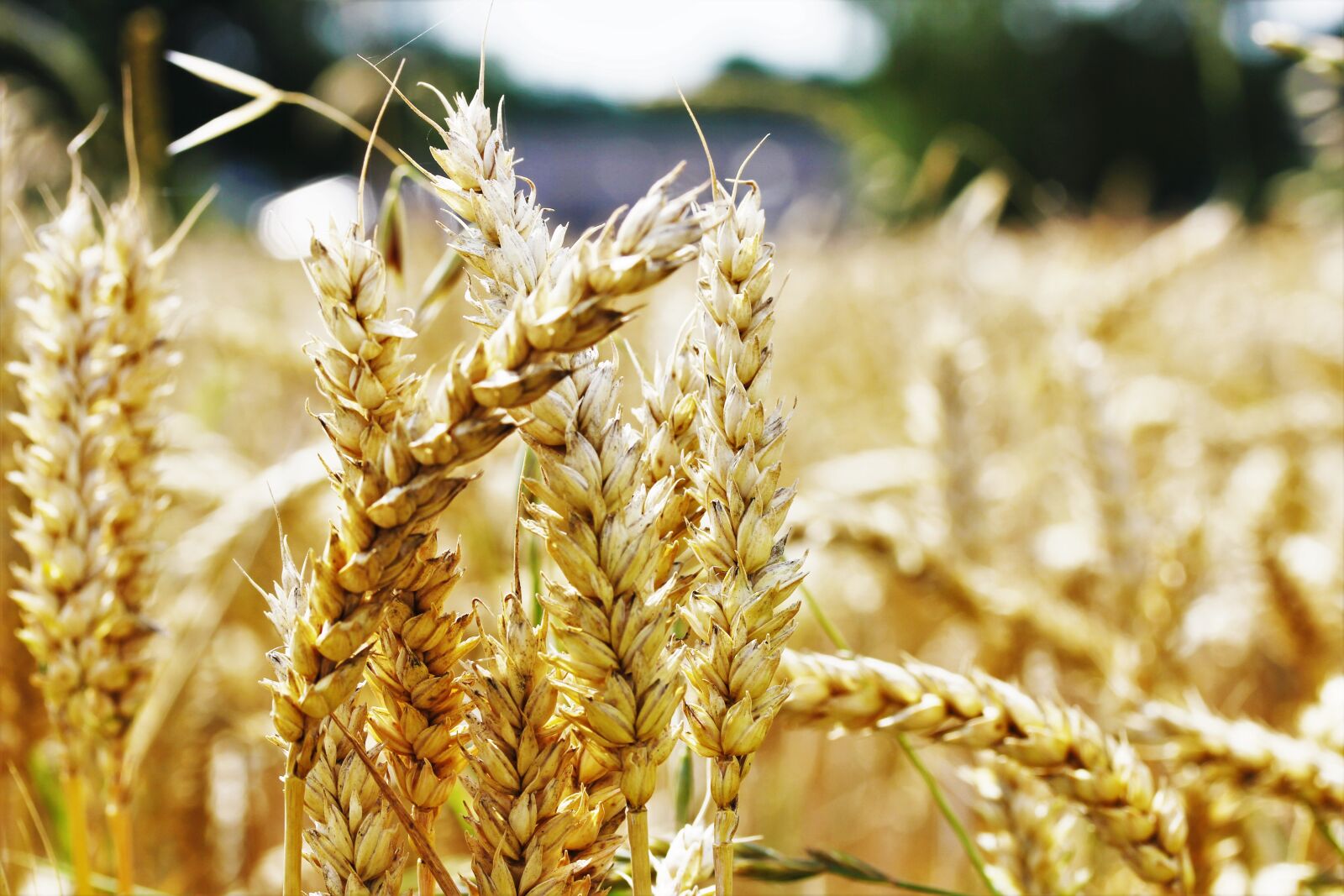 Canon EOS 550D (EOS Rebel T2i / EOS Kiss X4) sample photo. Wheat, field, agriculture photography