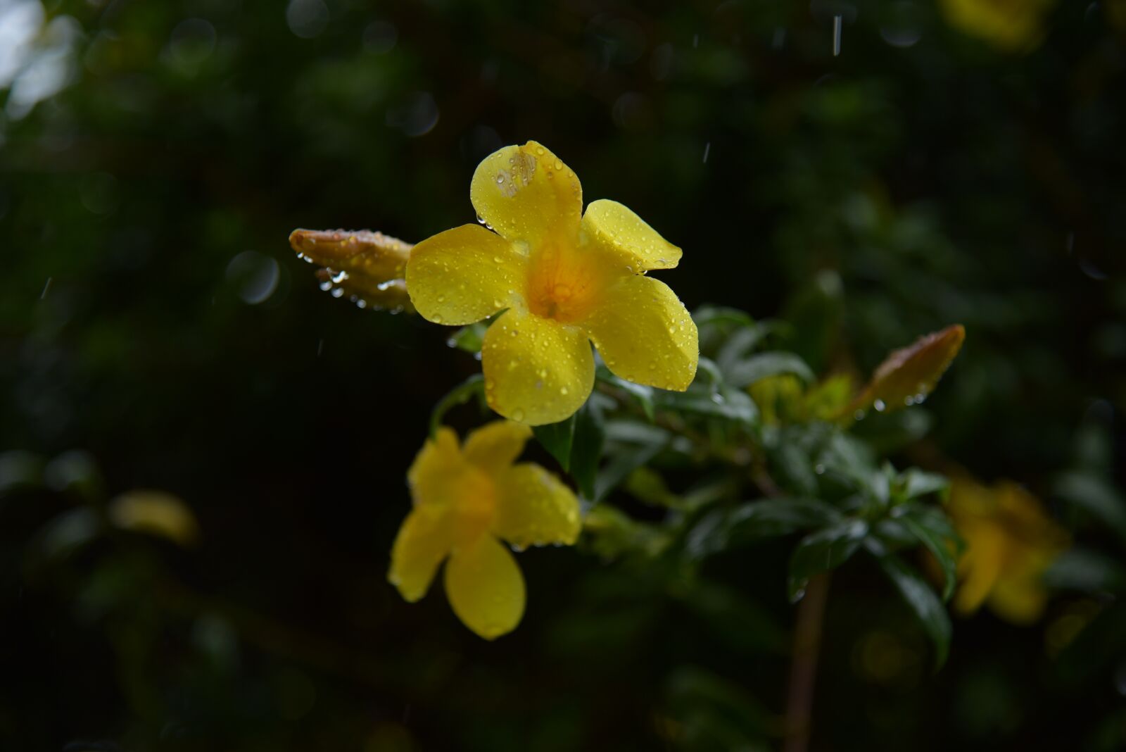 Nikon D750 sample photo. Flower, yellow, nature photography