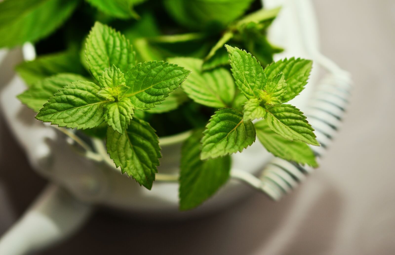 Nikon D5200 sample photo. Peppermint, medicinal plant, medicinal photography