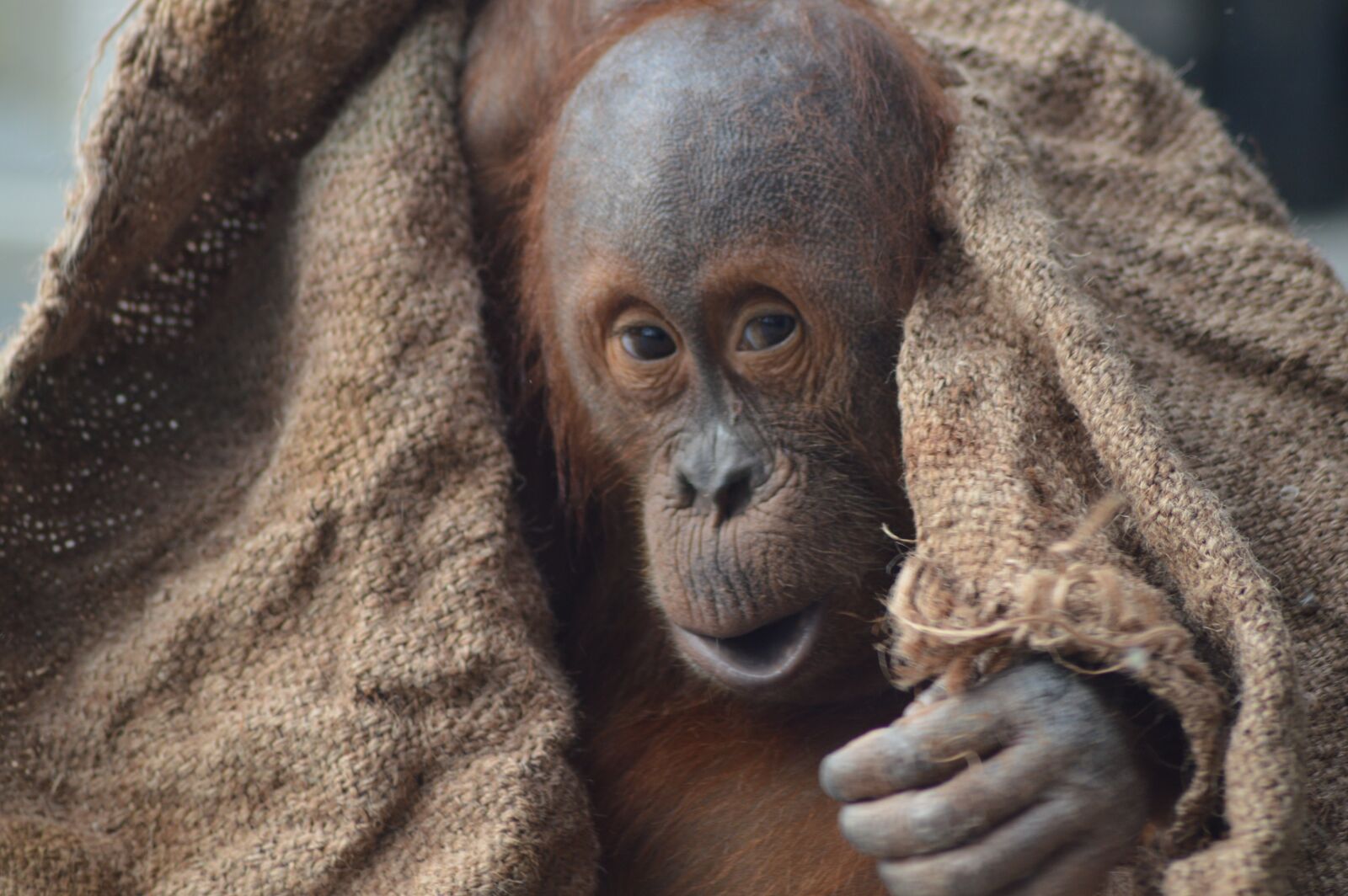 Nikon D3200 sample photo. Animal, baby, orangutan photography