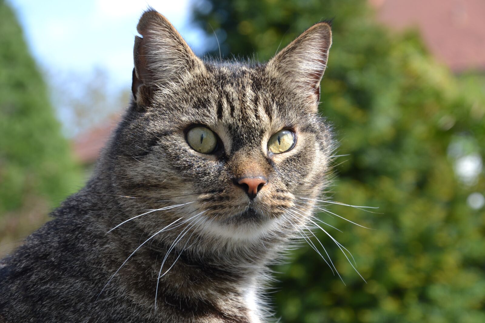 Nikon D3100 sample photo. Cat, domestic cat, pet photography