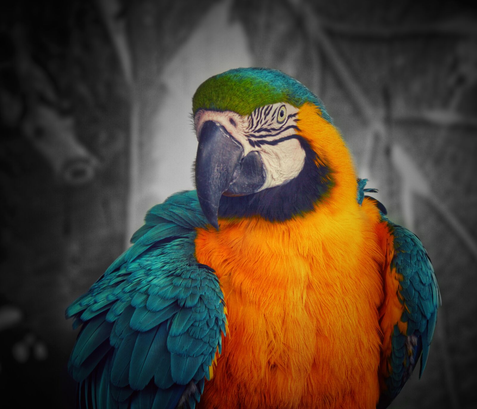 Nikon D3200 sample photo. Acolours, parrot, parrots photography