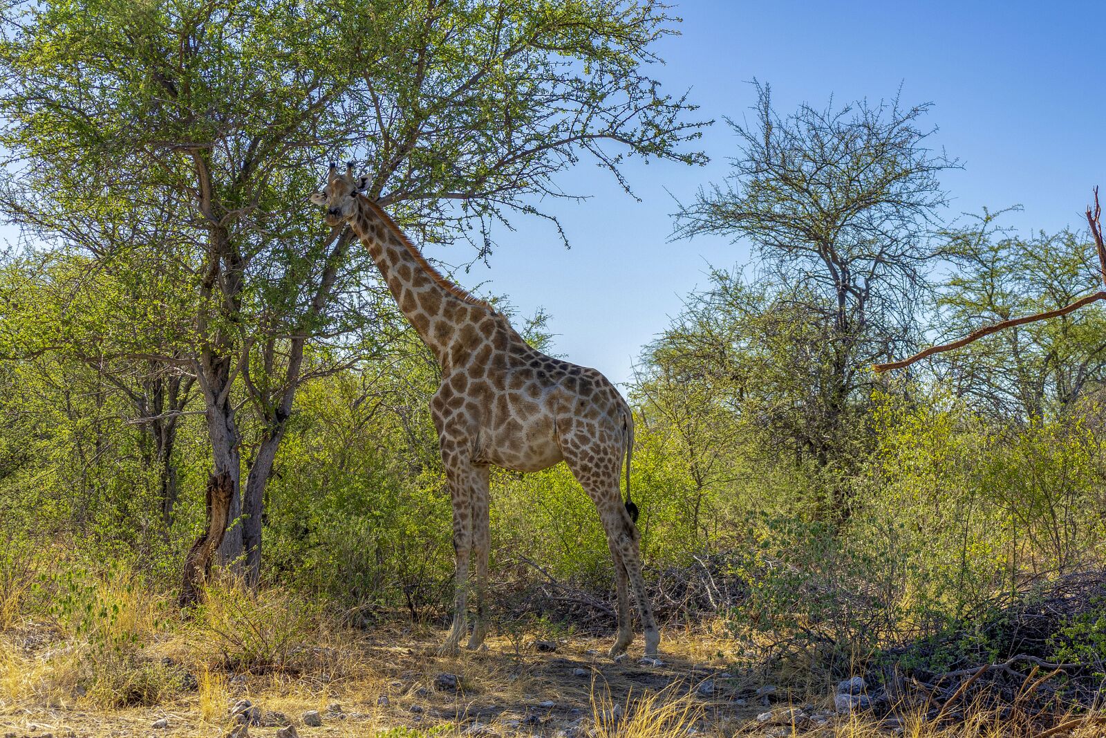 Sony a7 II + Sony Vario Tessar T* FE 24-70mm F4 ZA OSS sample photo. Animal world, africa, safari photography