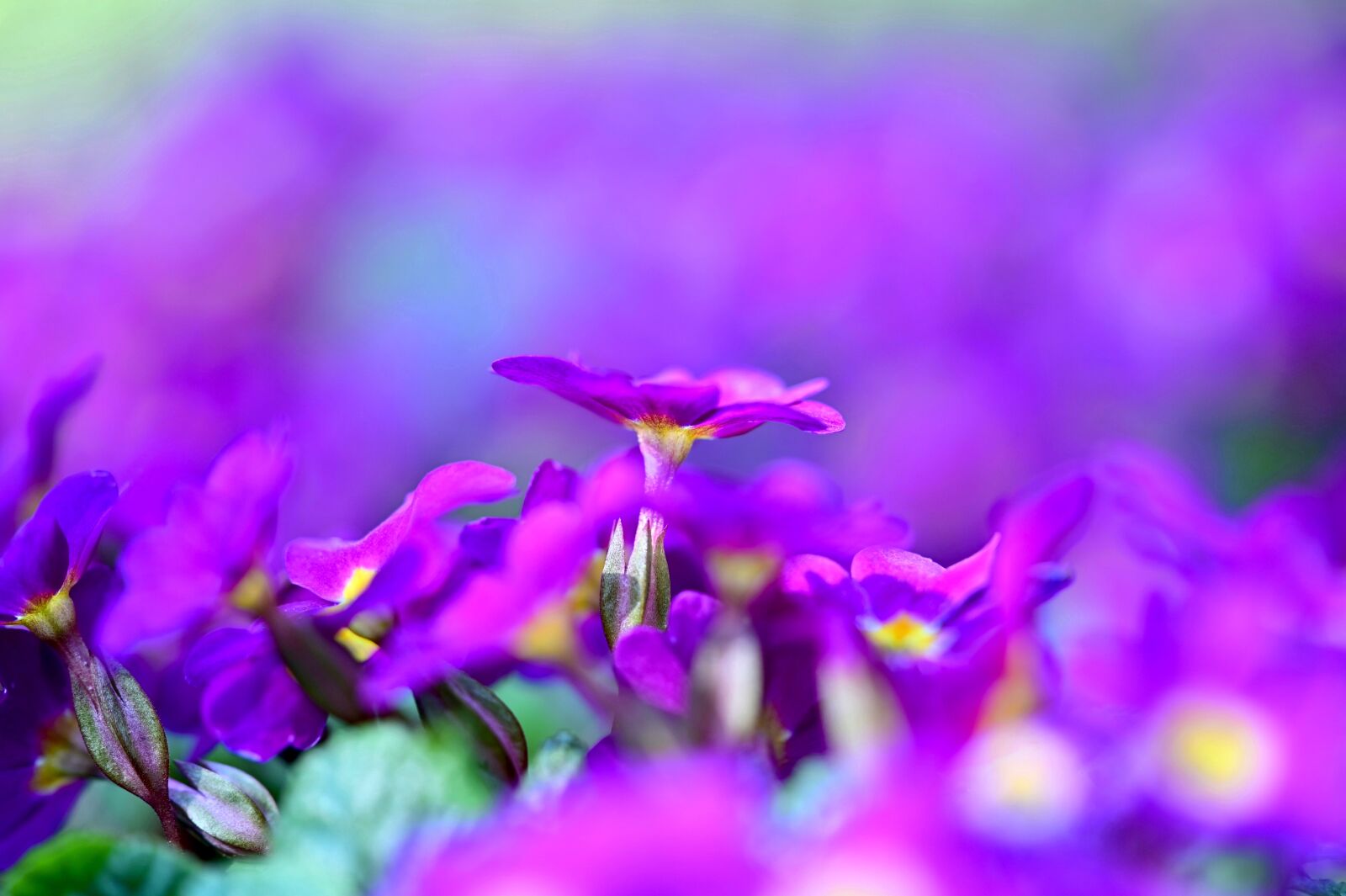 Nikon Z6 sample photo. Primrose, flower, spring photography