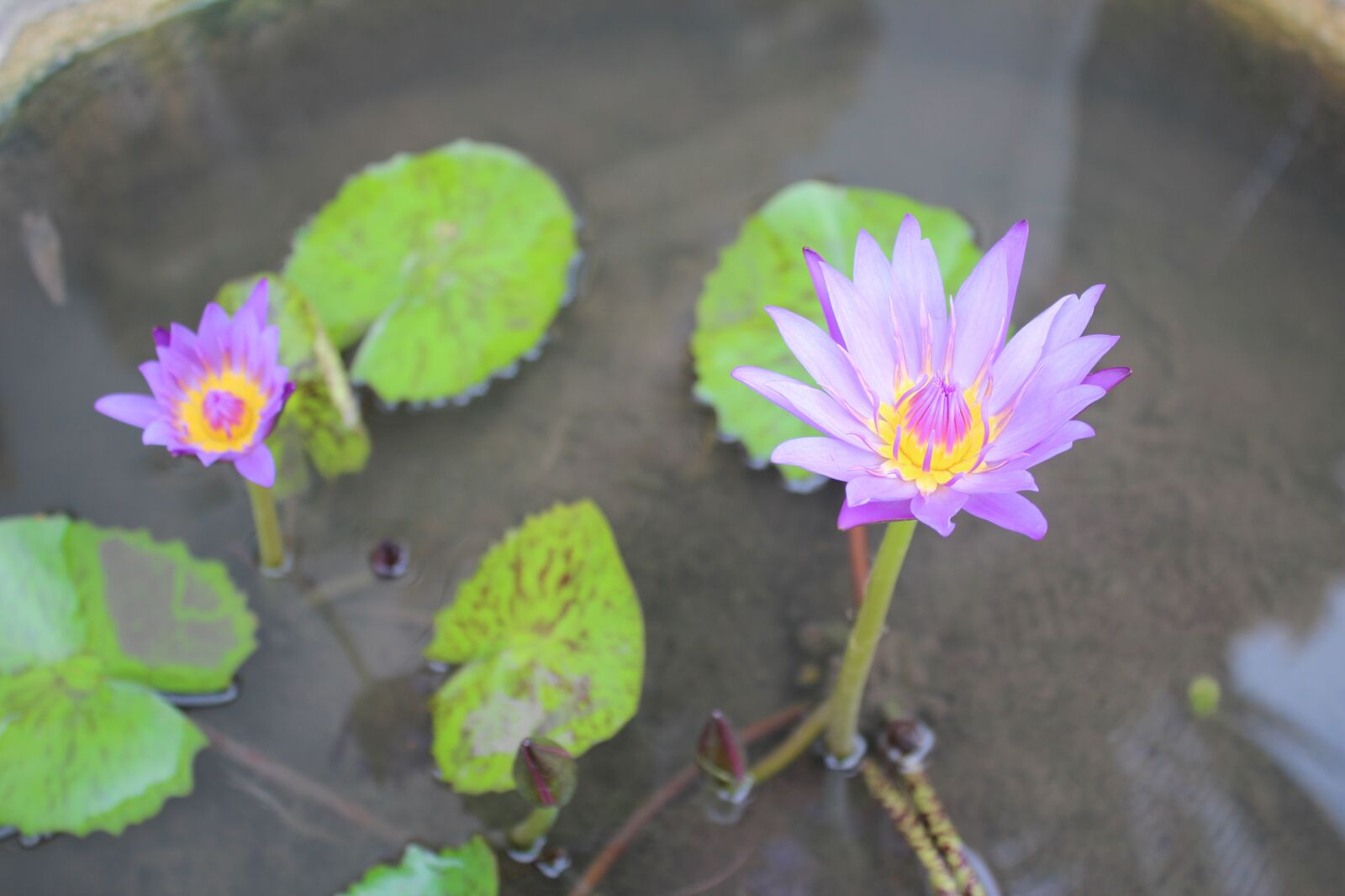 Canon EOS 600D (Rebel EOS T3i / EOS Kiss X5) sample photo. Water lily, plant, blossom photography